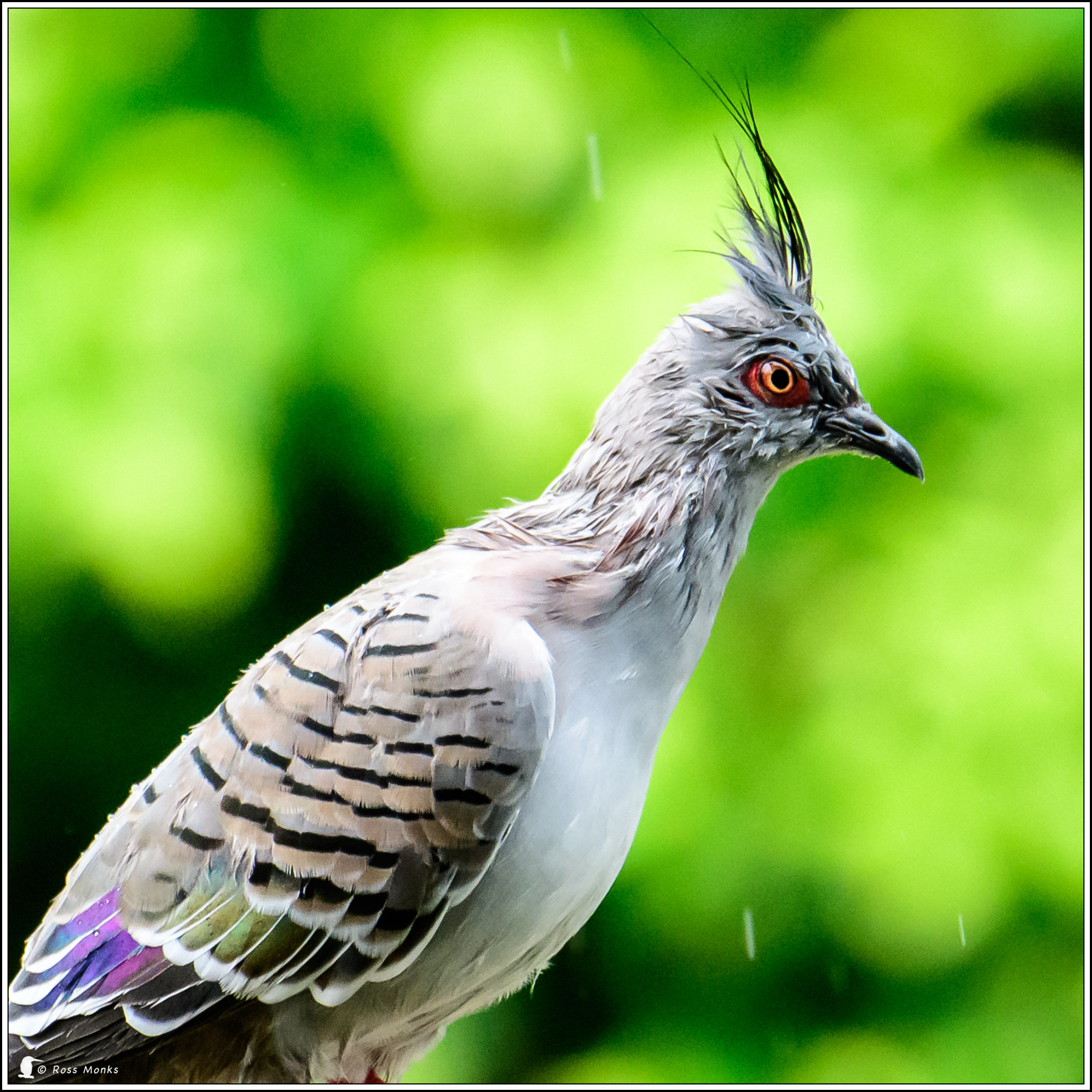 Nikon D500 sample photo. Crested pigeon photography