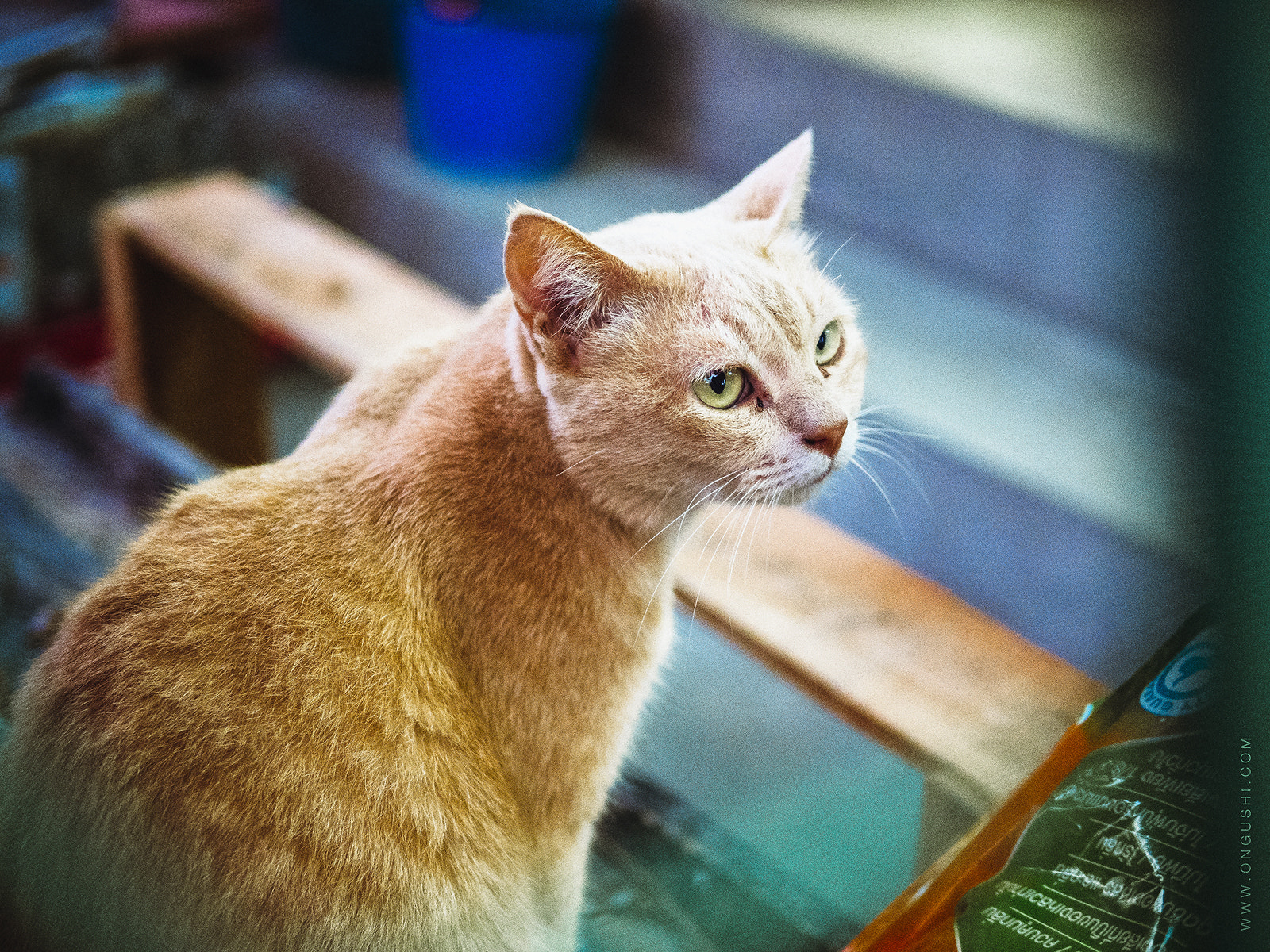 Olympus OM-D E-M10 II sample photo. Cat 202: rainny day...sleepy day photography