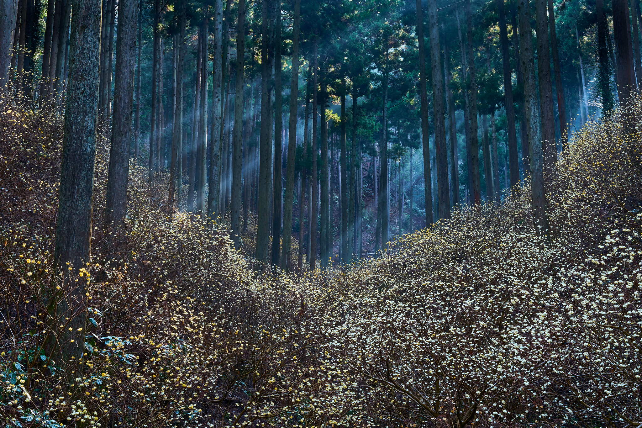 Sony a7 II sample photo. A fairy-tale forest with flowers of oriental paperbush photography