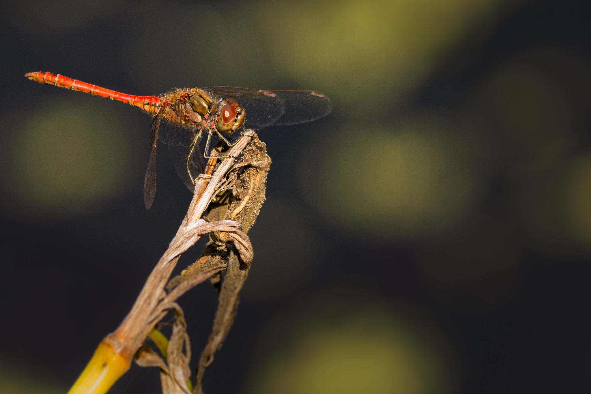 Nikon D7200 sample photo. Vagrant darter photography