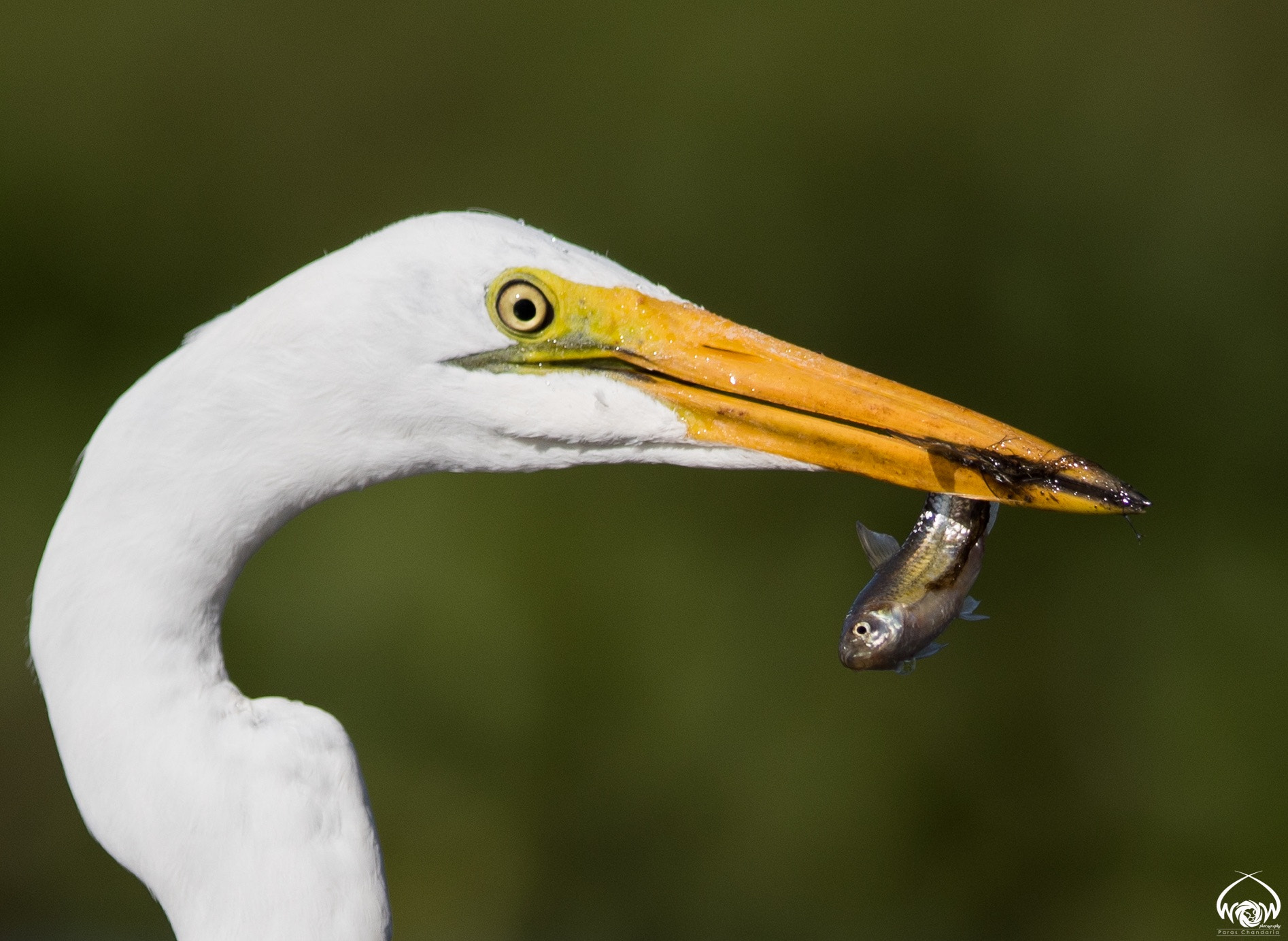 Canon EF 400mm F2.8L IS II USM sample photo. A great egret with a barbus paludinosus breakfast. photography
