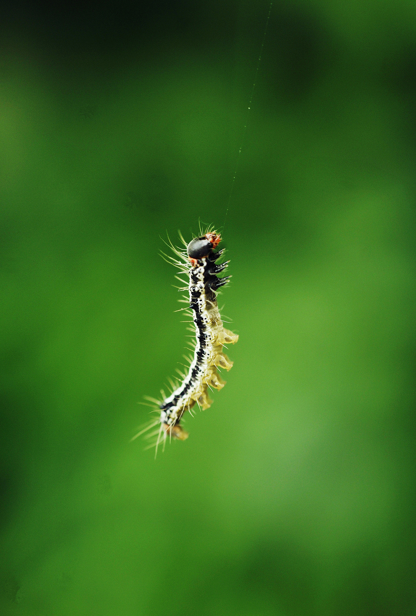 Nikon D300 + Nikon AF Nikkor 50mm F1.8D sample photo. Hanging.... photography