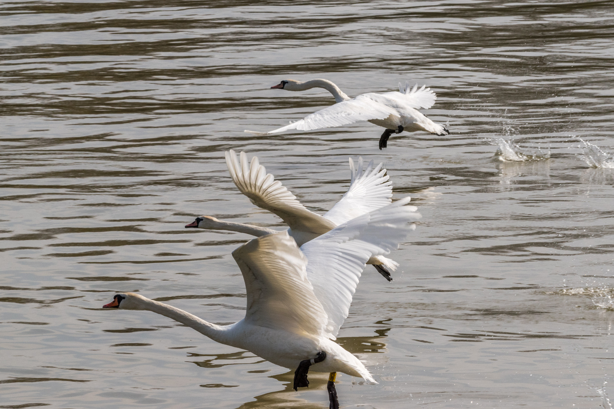 Nikon AF-S Nikkor 200-500mm F5.6E ED VR sample photo. Take-off photography