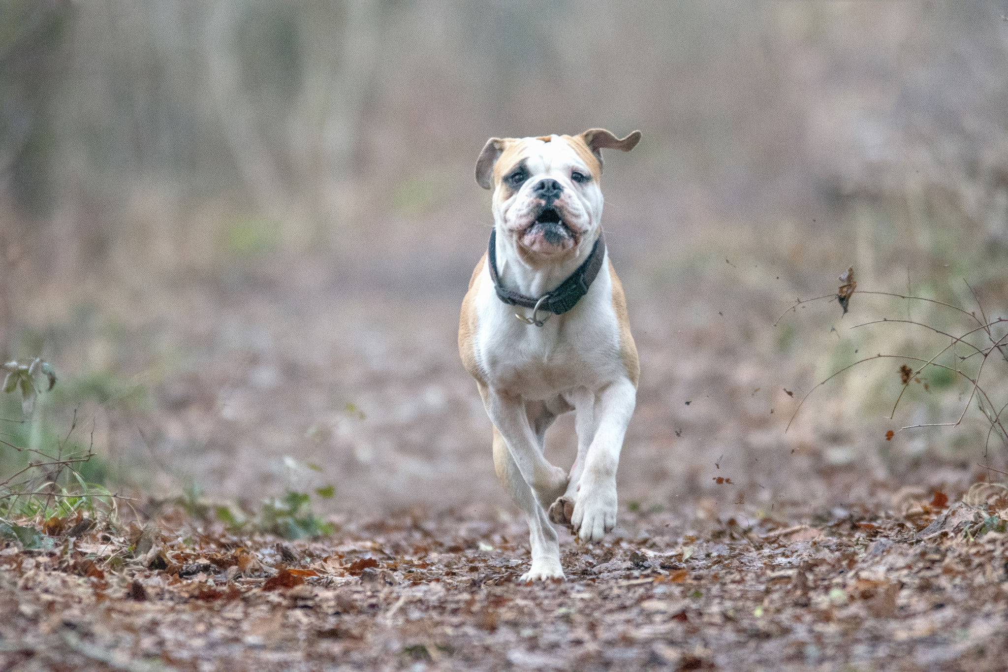 Nikon D7200 + Sigma 150-600mm F5-6.3 DG OS HSM | C sample photo. Running dog photography