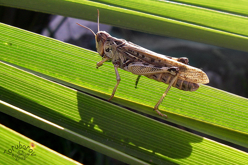 Canon EOS 5D sample photo. Moroccan locust photography