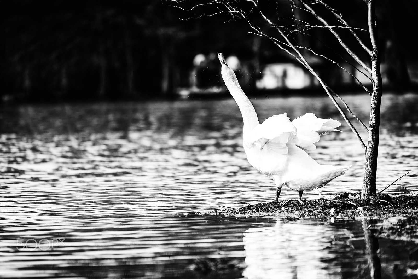 Nikon D750 + Tamron SP 70-200mm F2.8 Di VC USD sample photo. Dancing swan photography