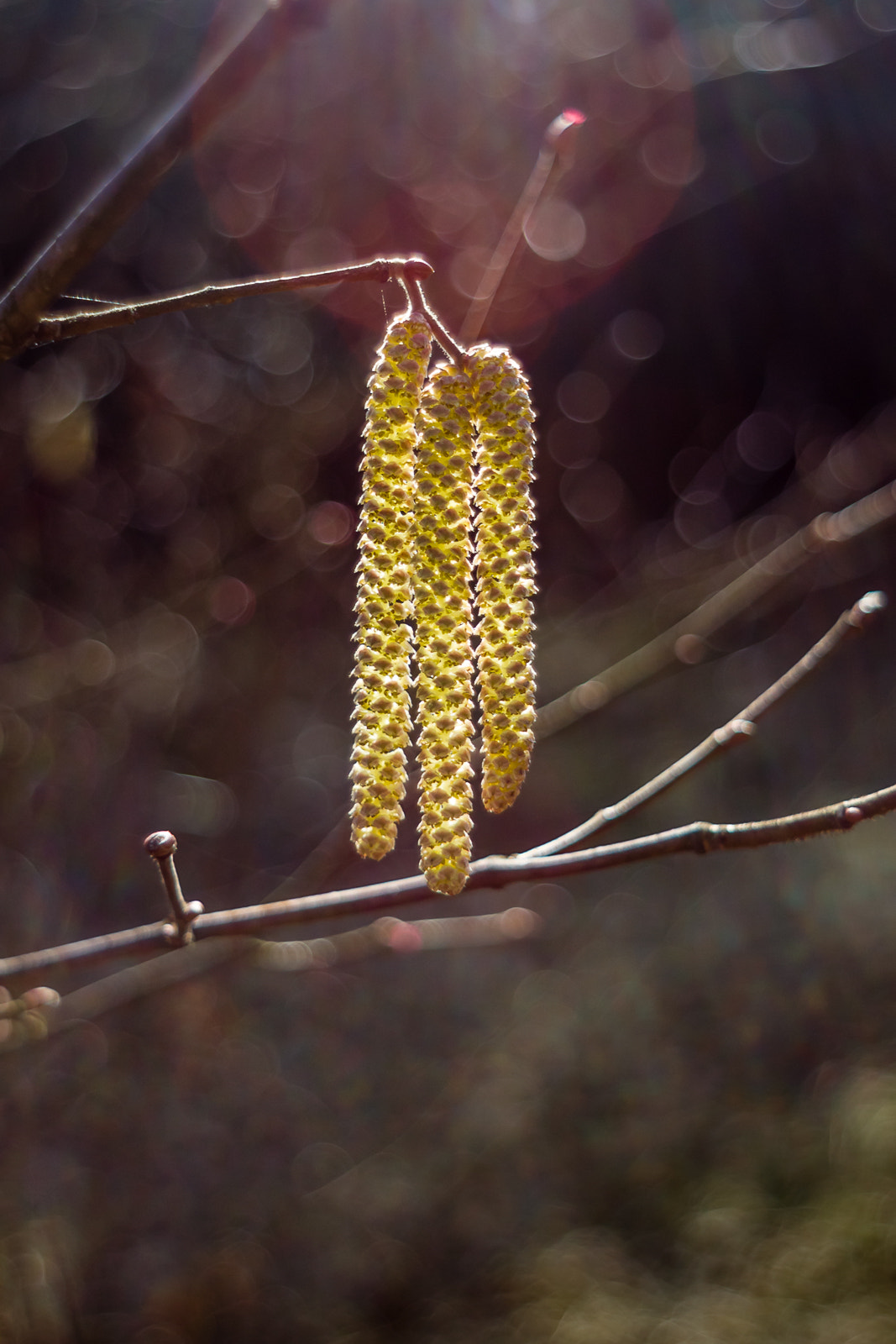 Canon EF 35-80mm f/4-5.6 sample photo. * photography