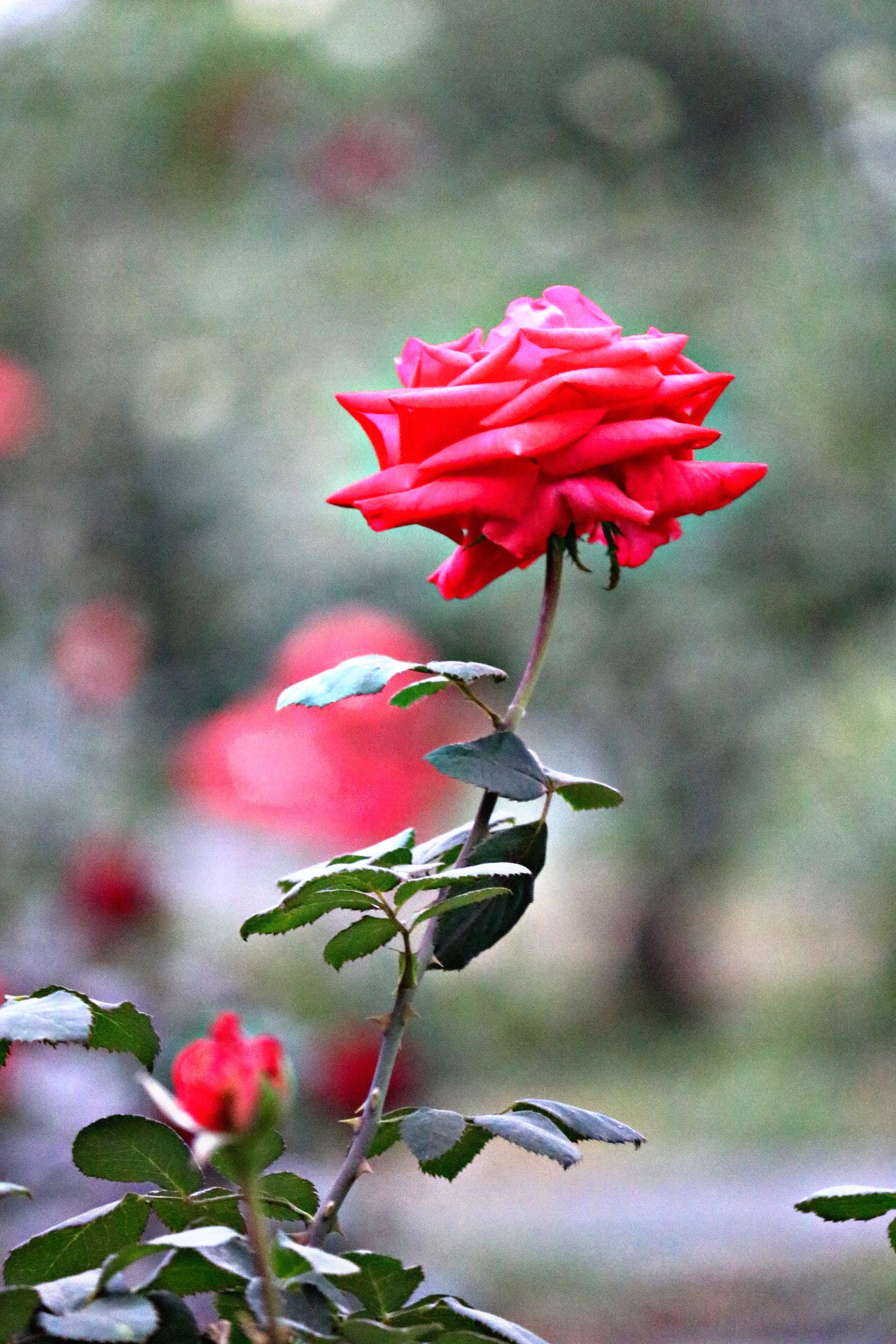 Canon EOS 760D (EOS Rebel T6s / EOS 8000D) sample photo. A lovely red rose! photography