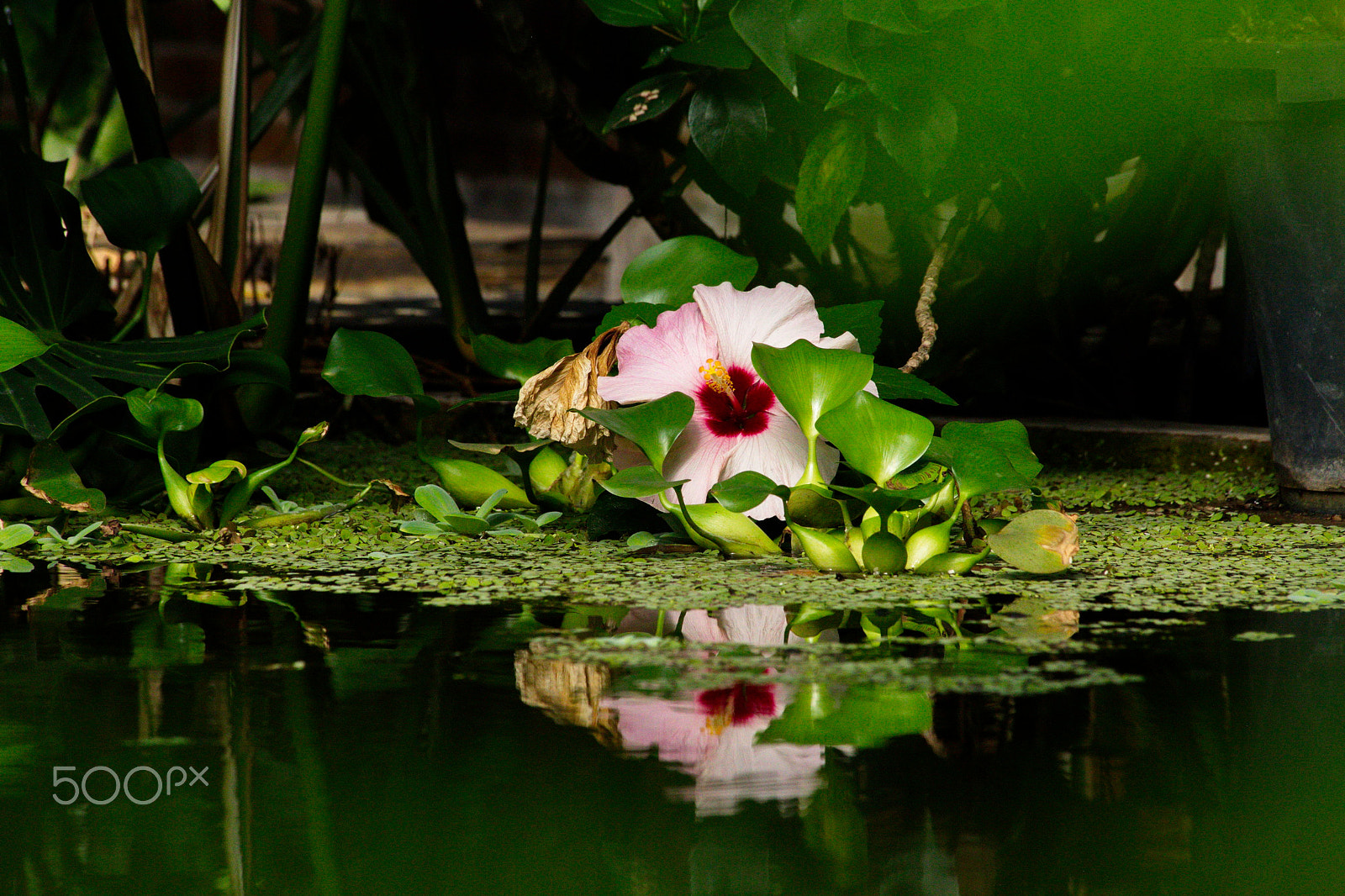 Canon EF 70-300mm F4-5.6 IS USM sample photo. Hibiscus photography