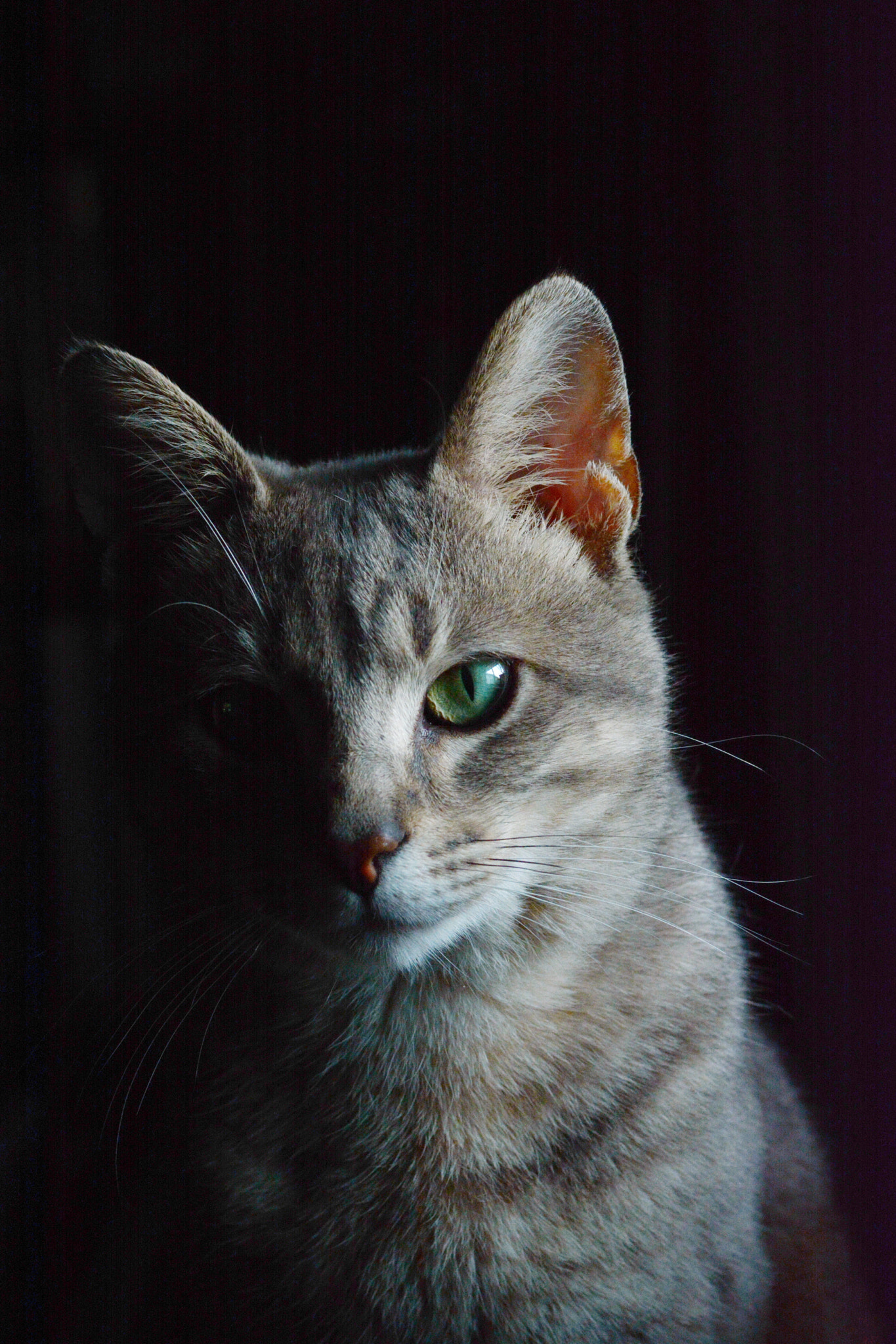 Nikon D7100 sample photo. Bug the cat photography