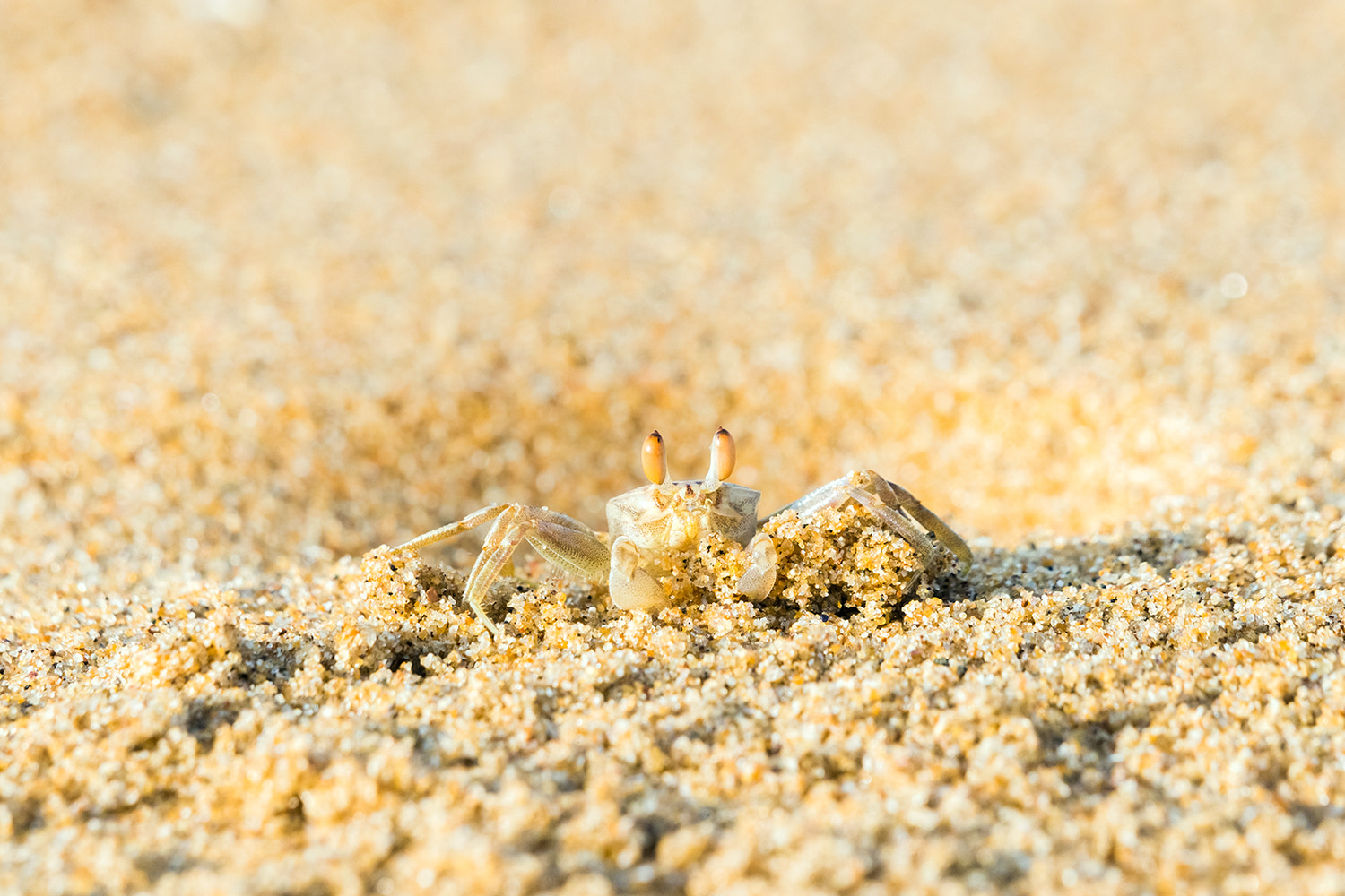 Sony 70-400mm F4-5.6 G SSM sample photo. Ghost crab photography