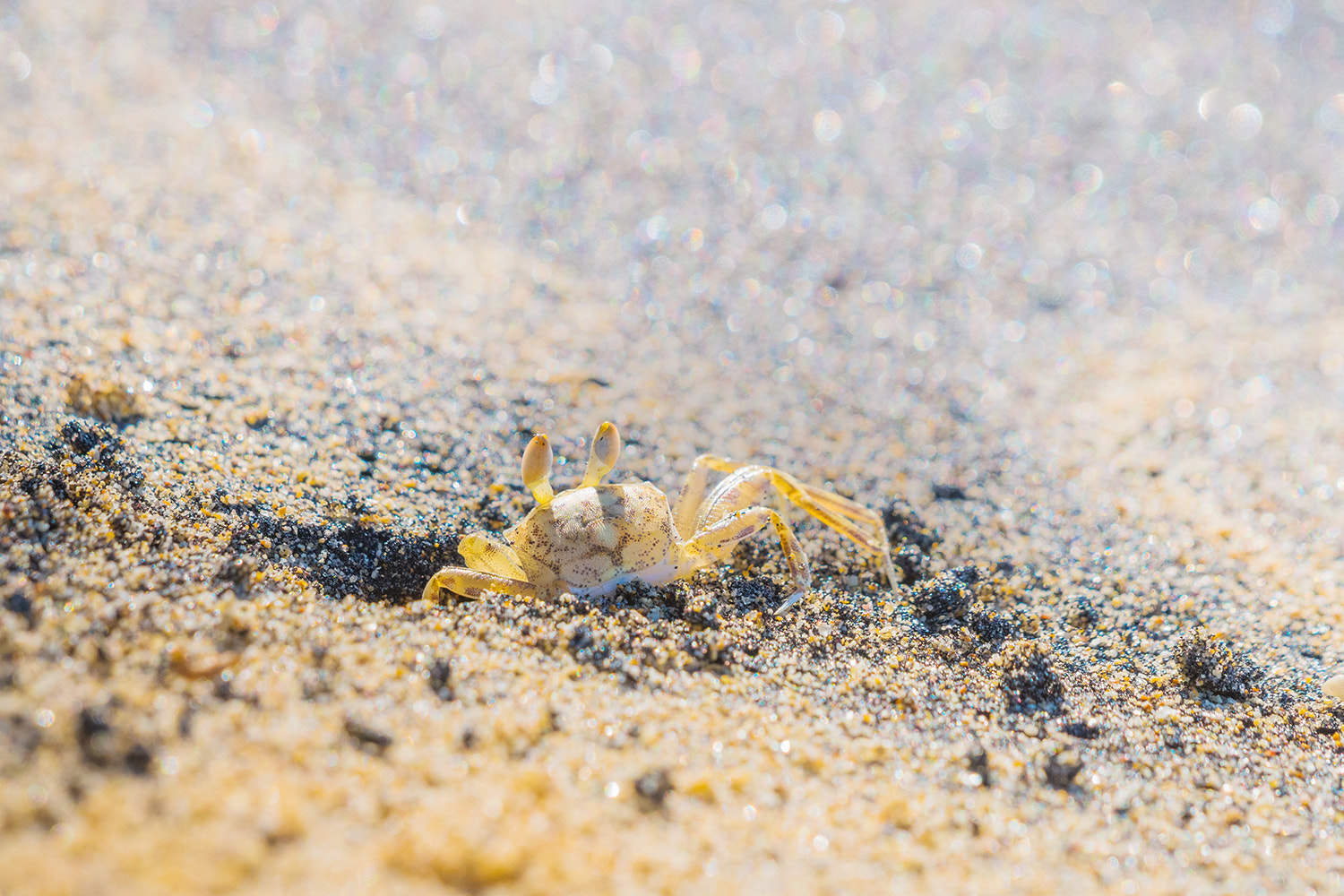 Sony 70-400mm F4-5.6 G SSM sample photo. Ghost crab photography