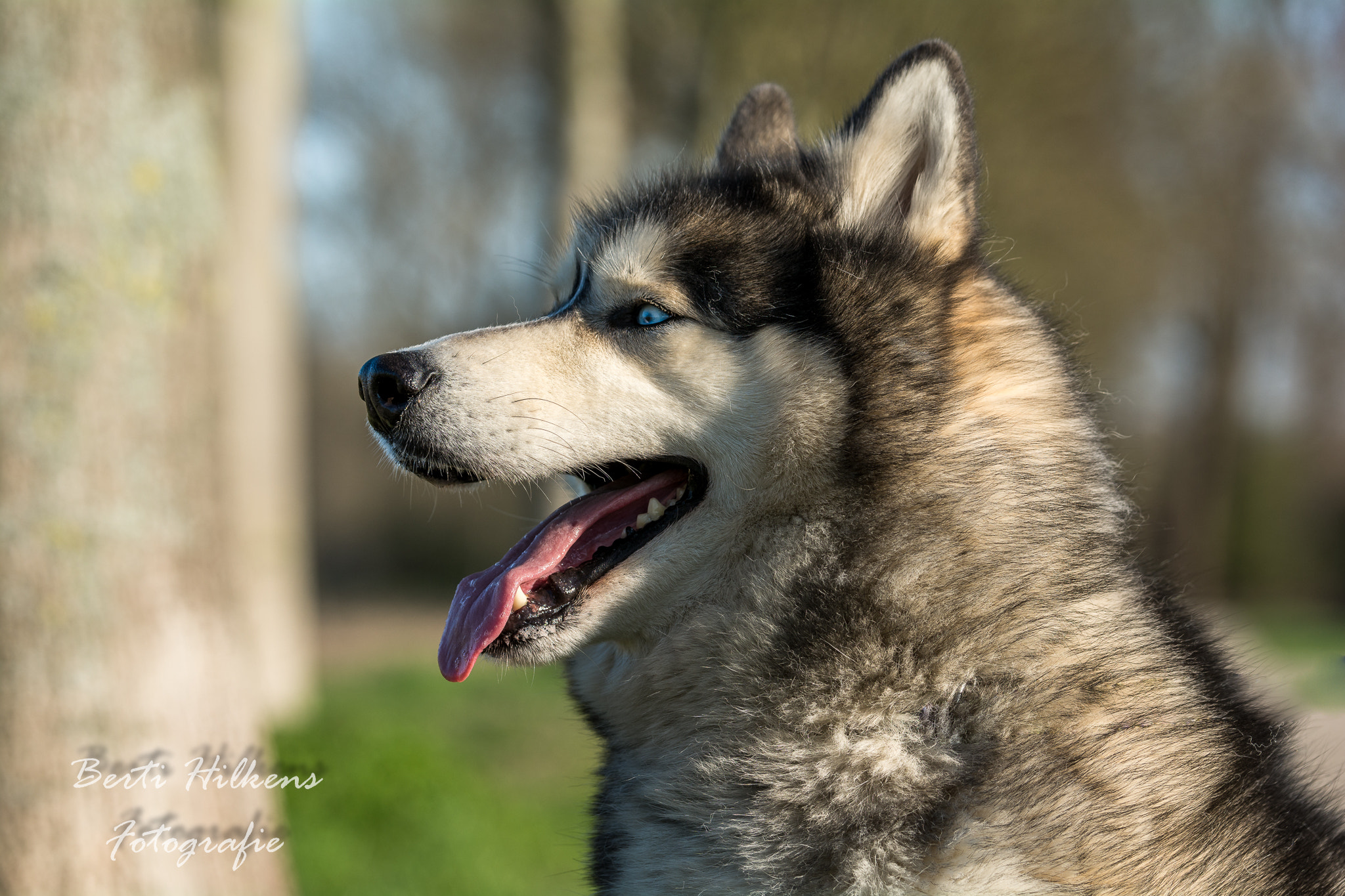 Tamron SP 70-200mm F2.8 Di VC USD sample photo. Dog photography