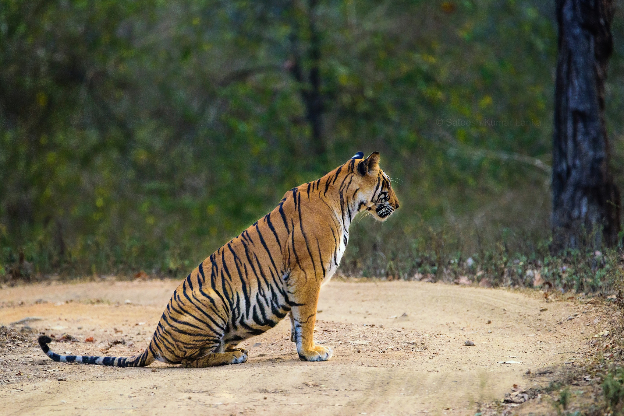Nikon D810 sample photo. Waiting for prey photography