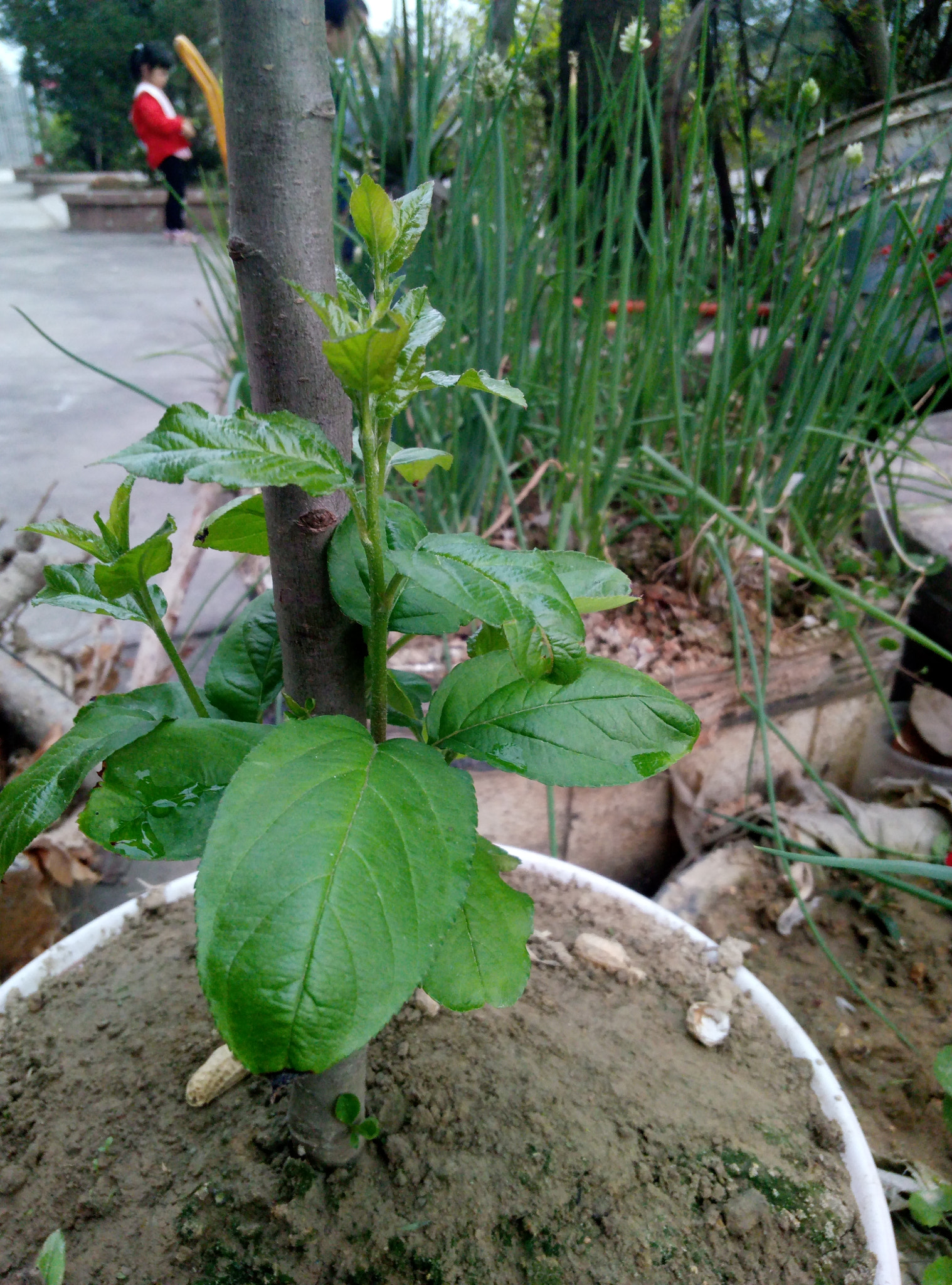 Meizu m3 note sample photo