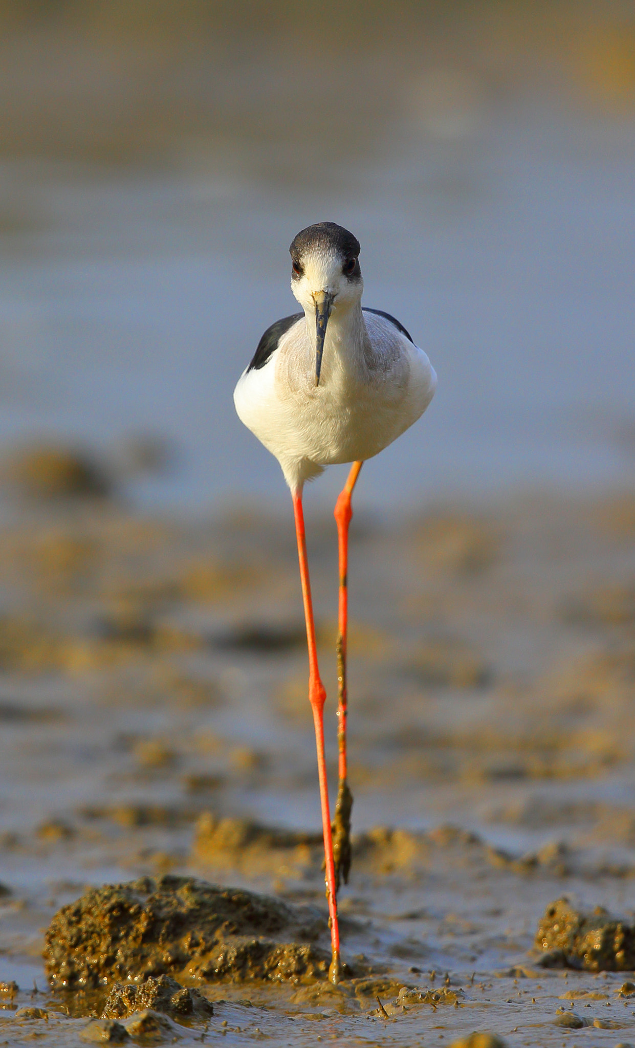 Canon EF 300mm F2.8L IS II USM sample photo. Long legs photography