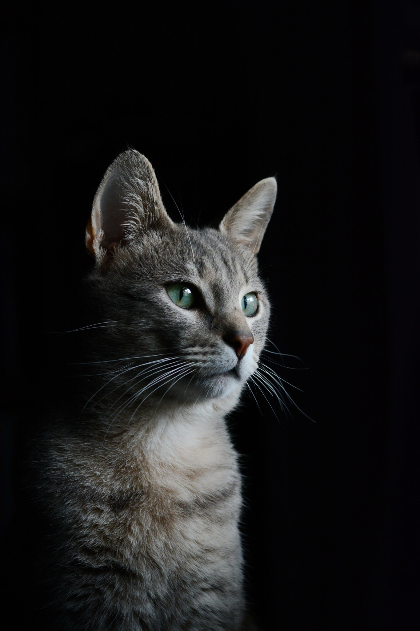 Nikon D7100 sample photo. Bug the cat photography