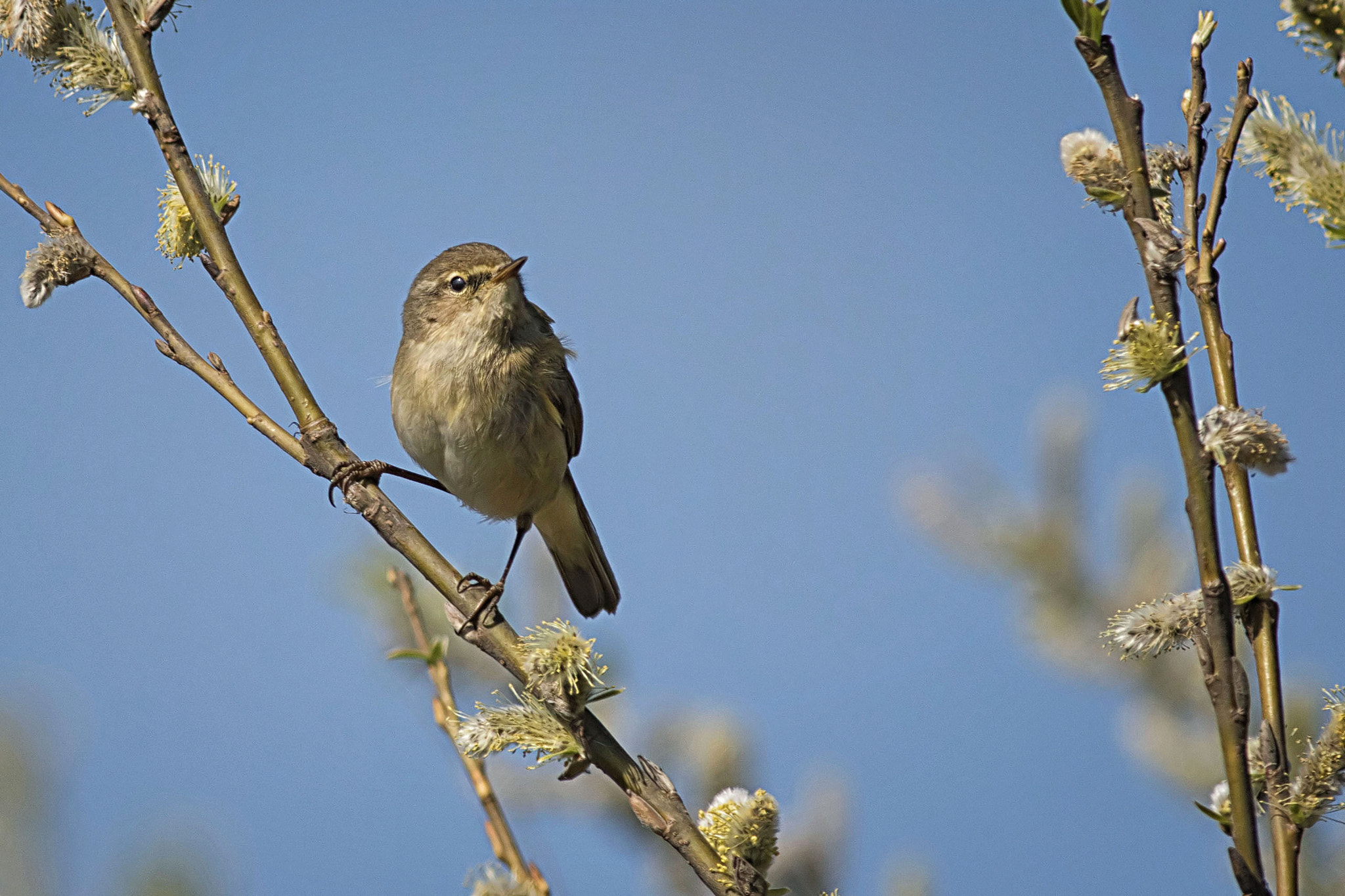 Canon EOS 7D Mark II + Canon EF 400mm F5.6L USM sample photo. Chiffchaff photography