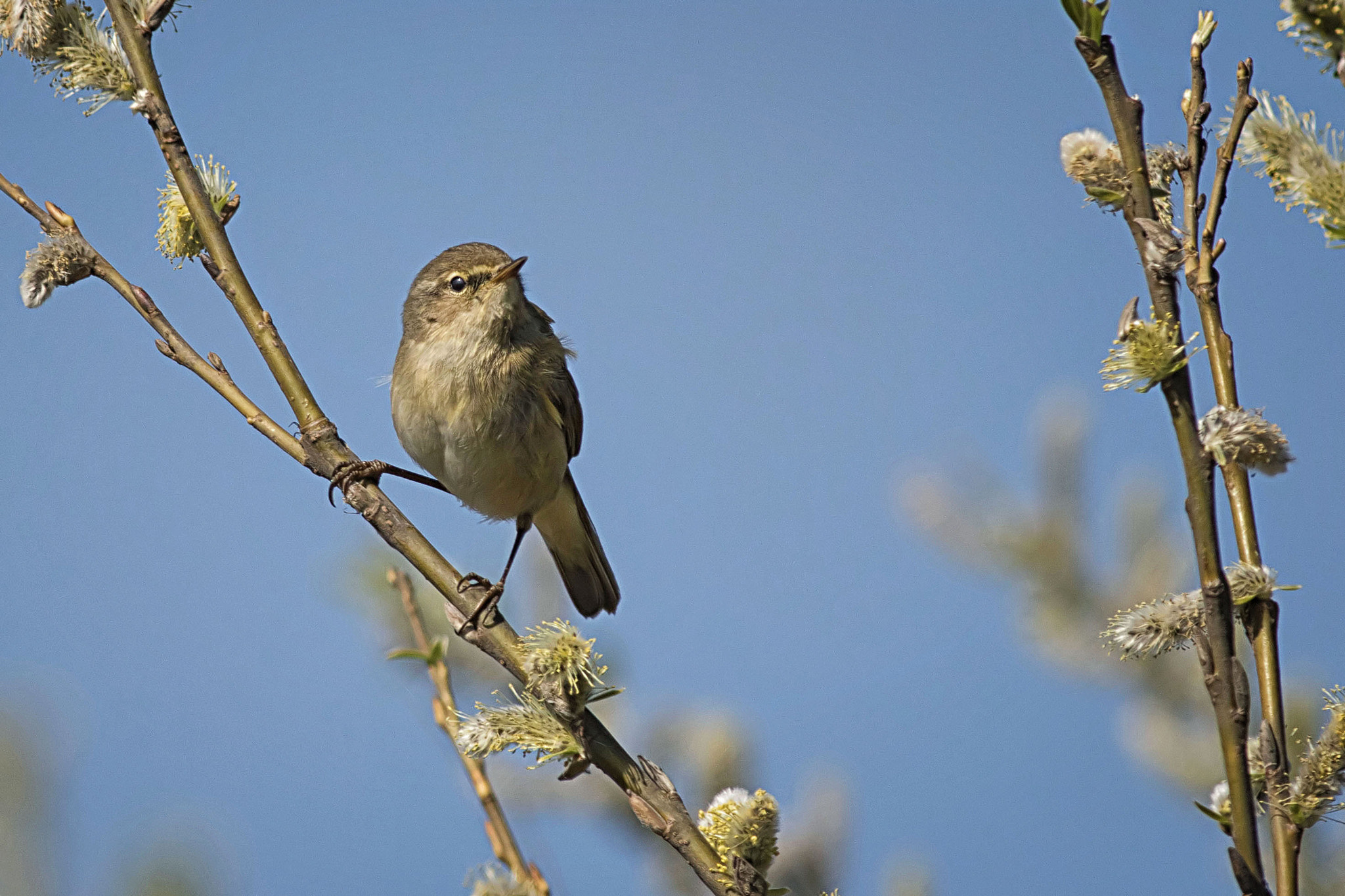 Canon EF 400mm F5.6L USM sample photo. Chiffchaff photography