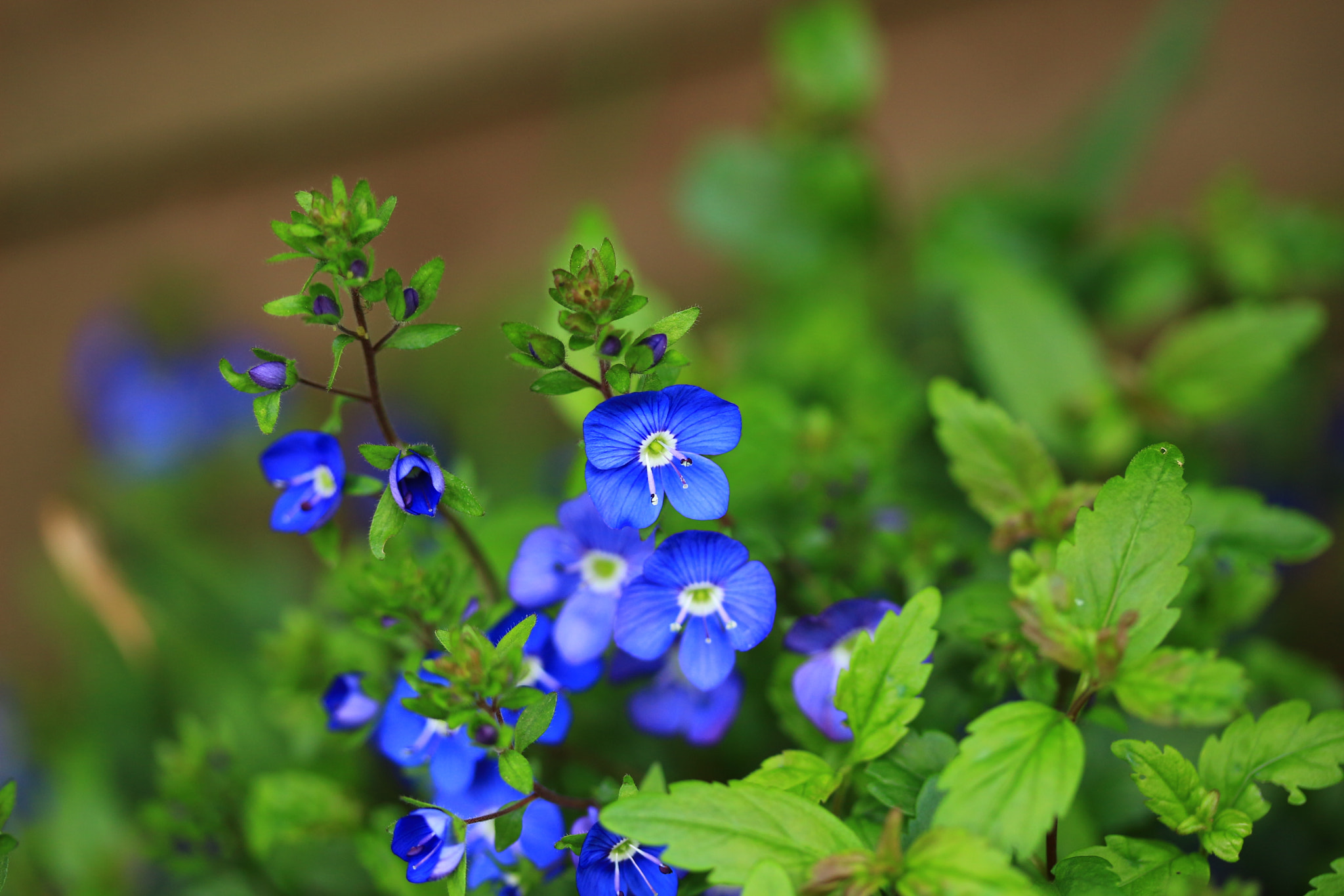 Canon EF-S 60mm F2.8 Macro USM sample photo. Small flowers photography