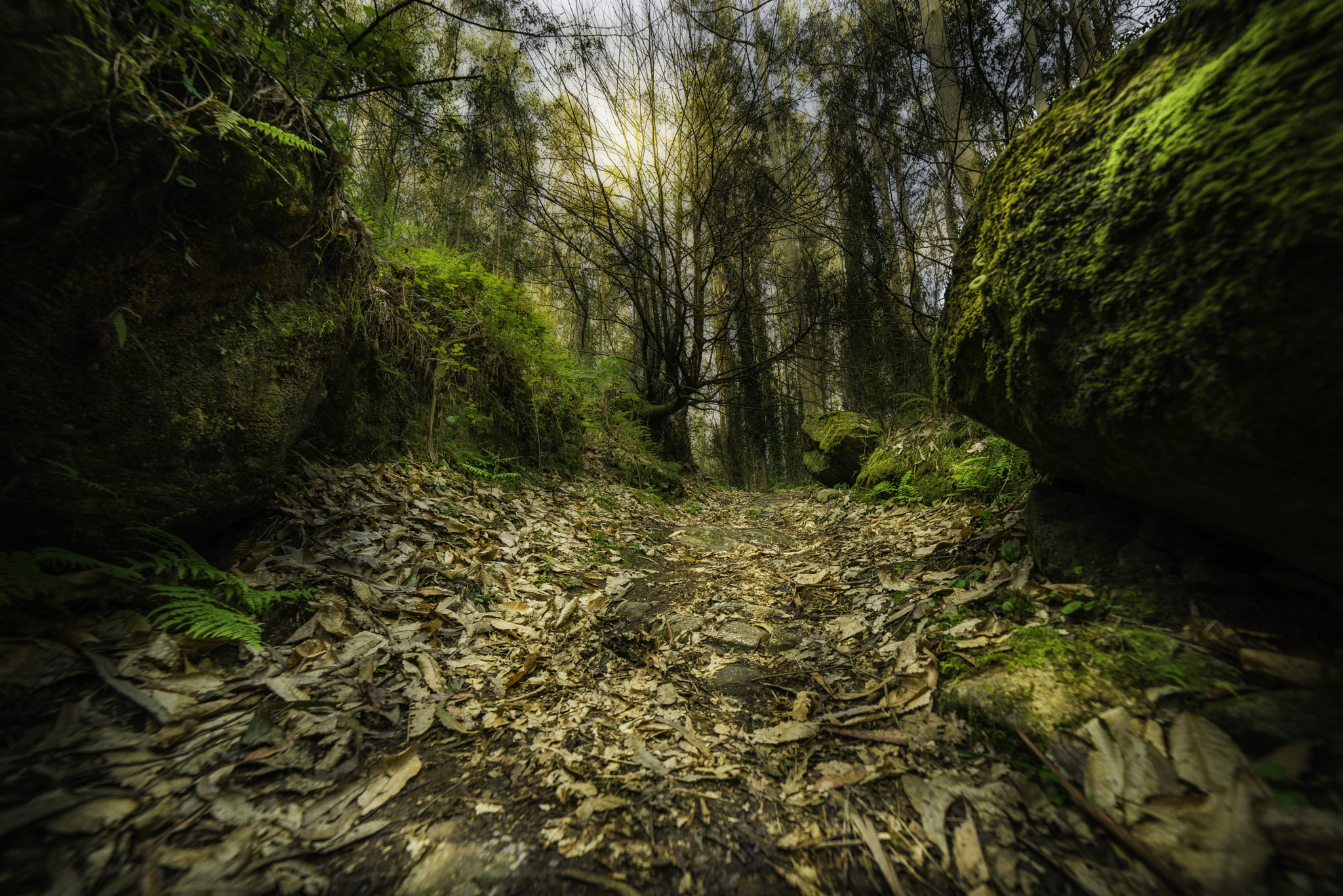 Samyang 14mm F2.8 ED AS IF UMC sample photo. Old foliage photography