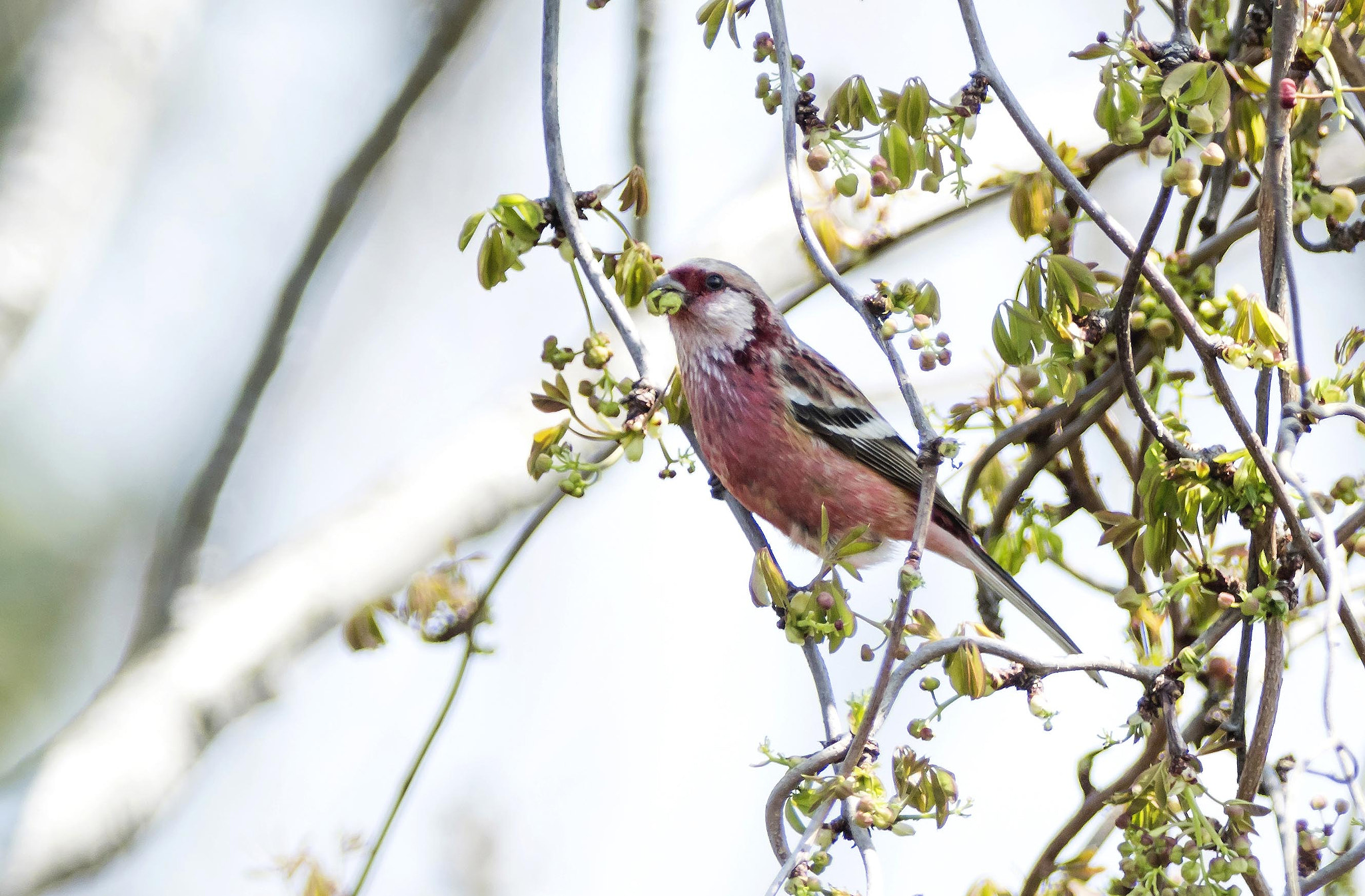 Nikon AF-S Nikkor 300mm F2.8G ED-IF VR sample photo. Uragus sibiricus photography