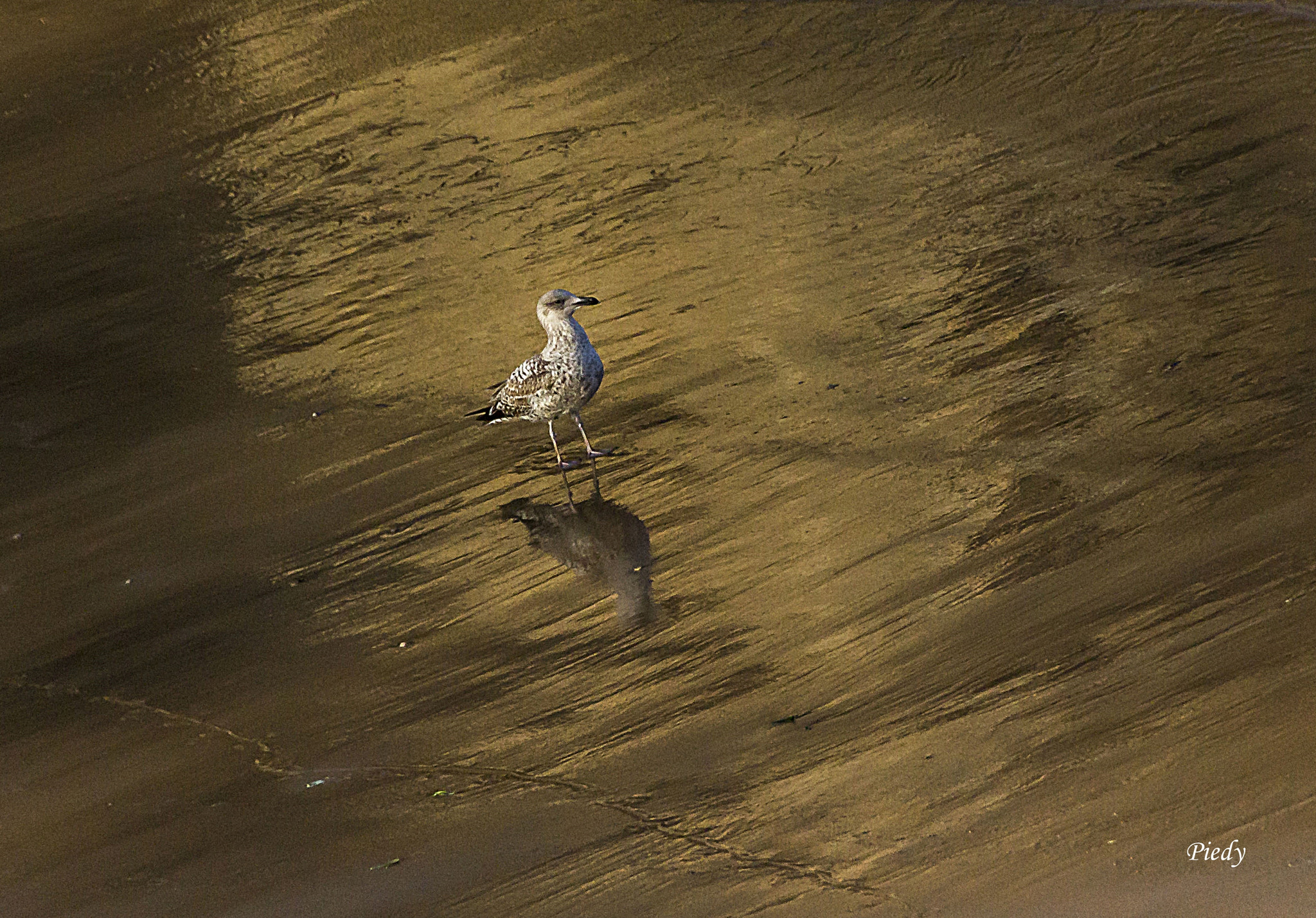 Canon EOS 60D sample photo. Img photography