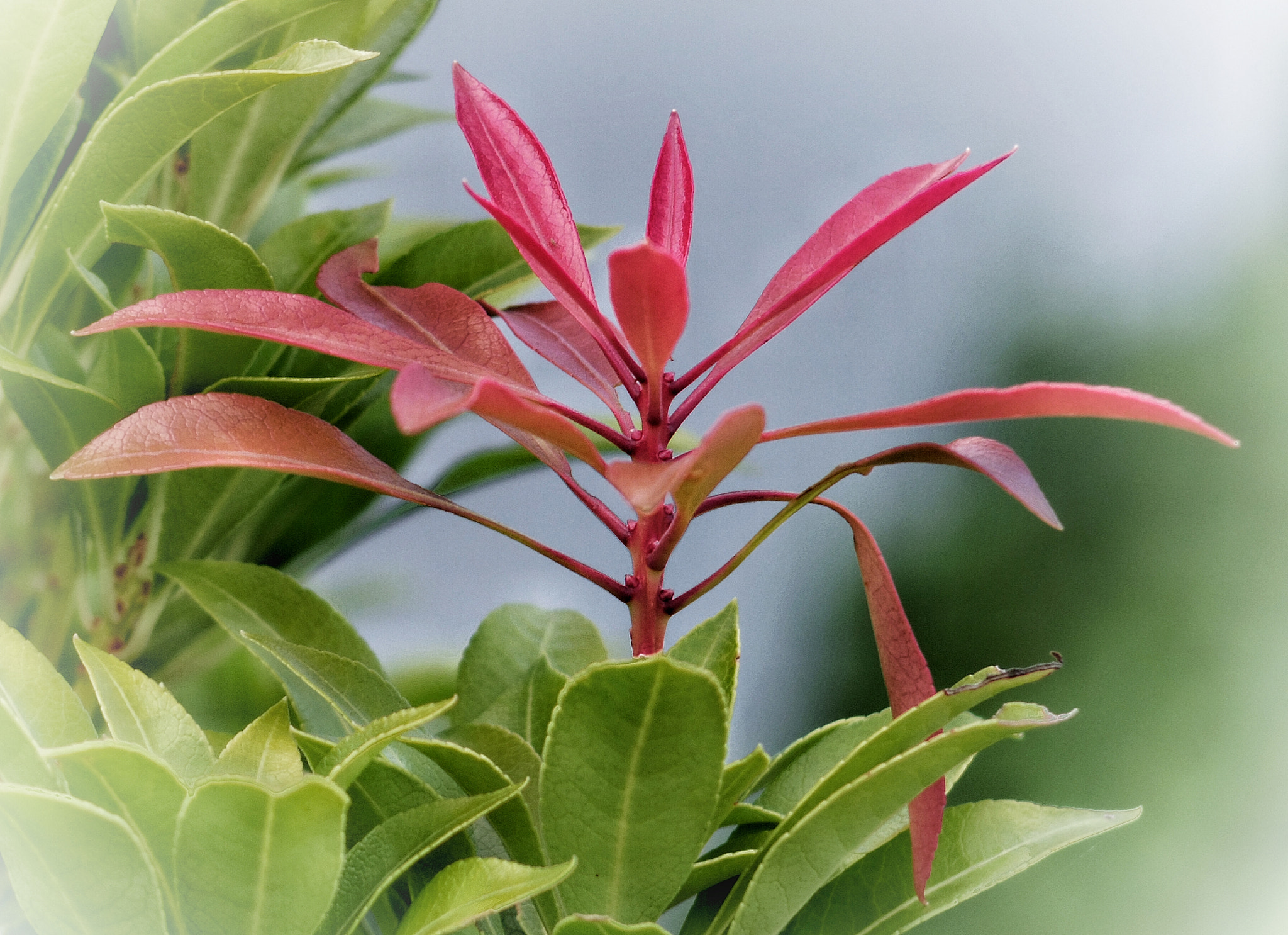 Pentax Q sample photo. Pieris in spring. photography