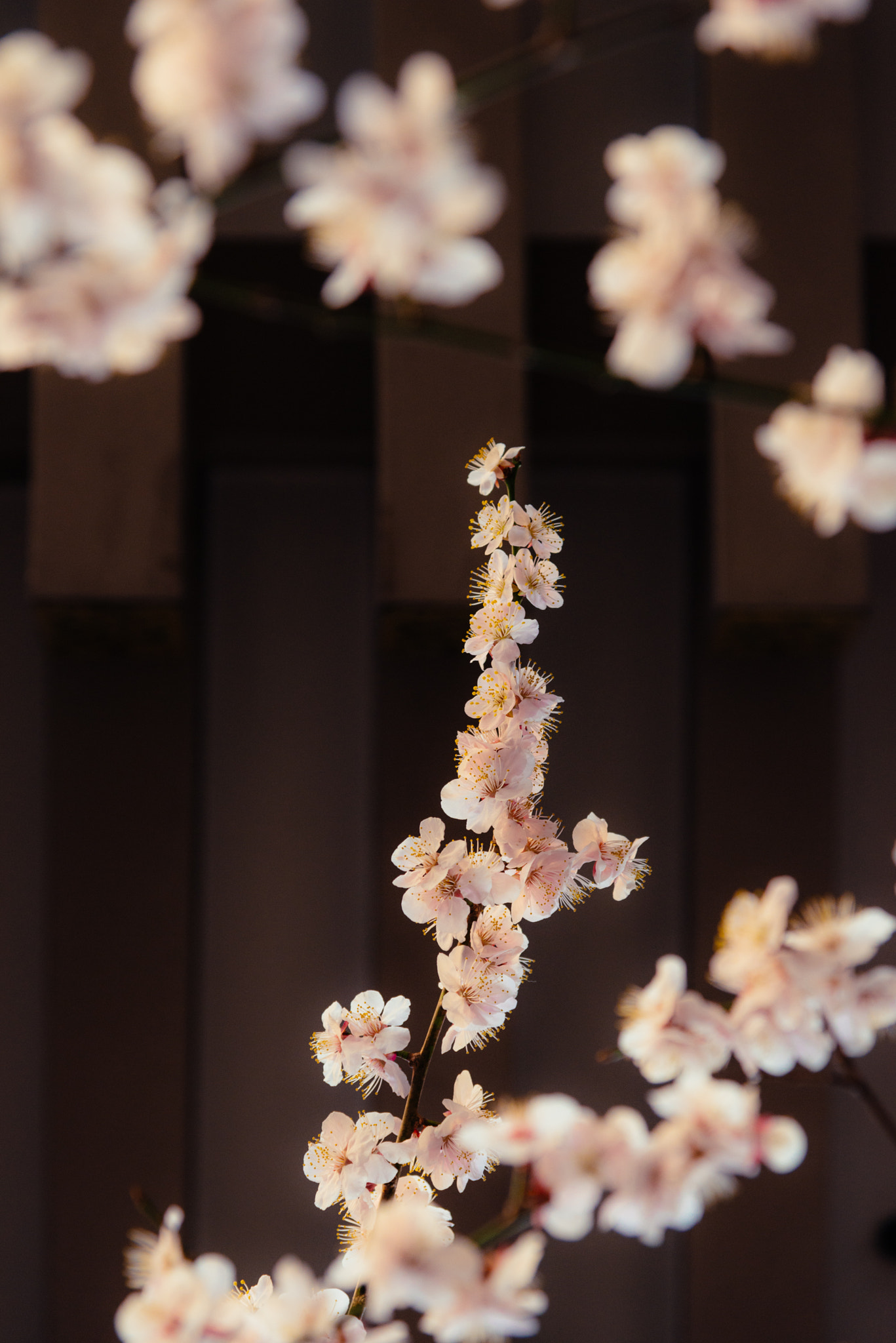 Nikon AF-S Nikkor 24-120mm F4G ED VR sample photo. Ume photography