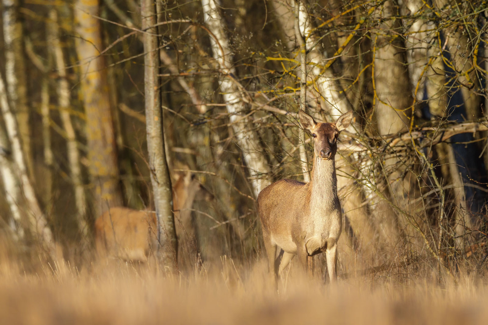 Canon EOS 5D Mark IV + Canon EF 400mm F2.8L IS II USM sample photo. Deers photography