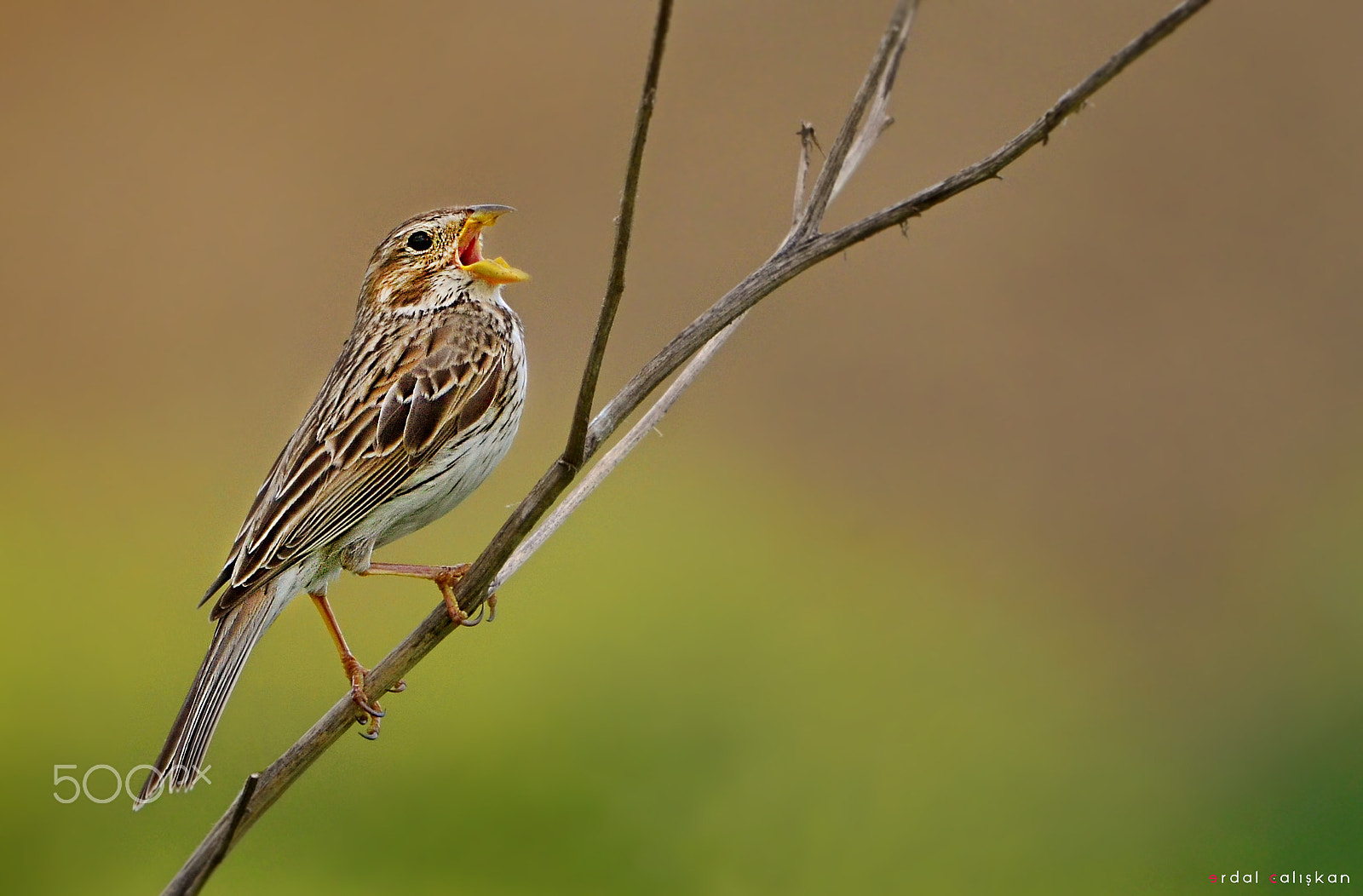 Sigma 120-400mm F4.5-5.6 DG OS HSM sample photo. *** photography