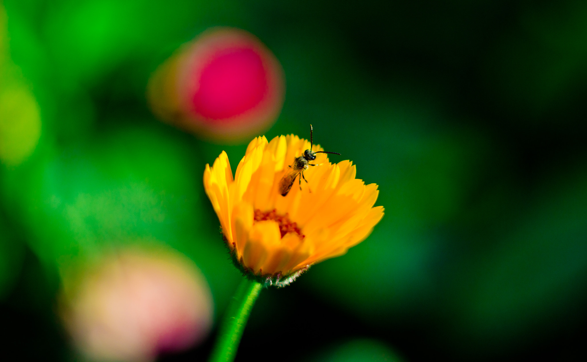 Canon EF 35-80mm f/4-5.6 sample photo