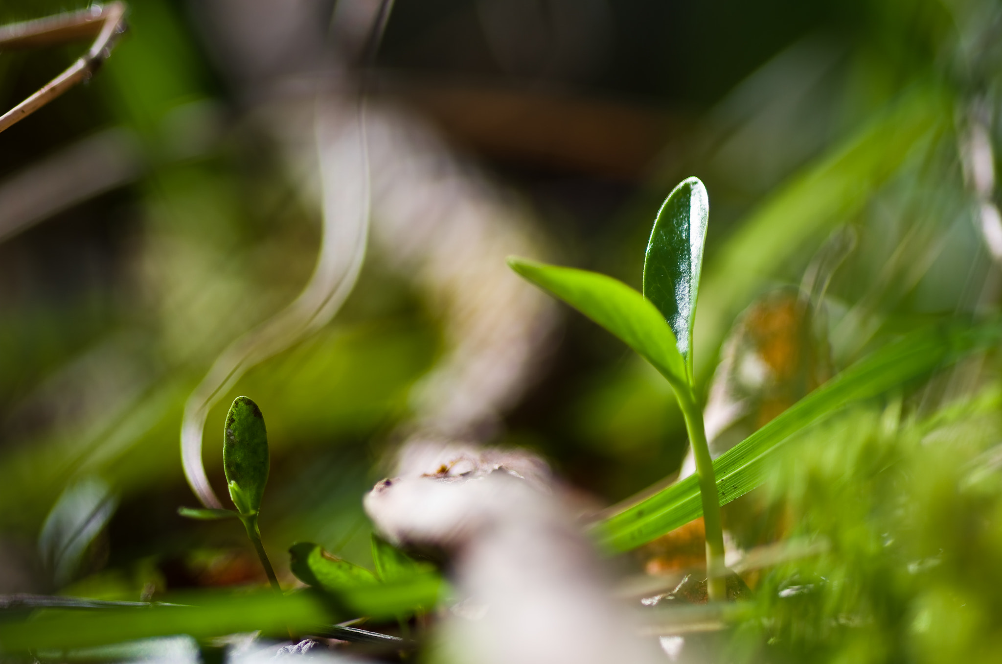 Pentax K-5 + Pentax smc D-FA 100mm F2.8 Macro WR sample photo. Renaissance photography