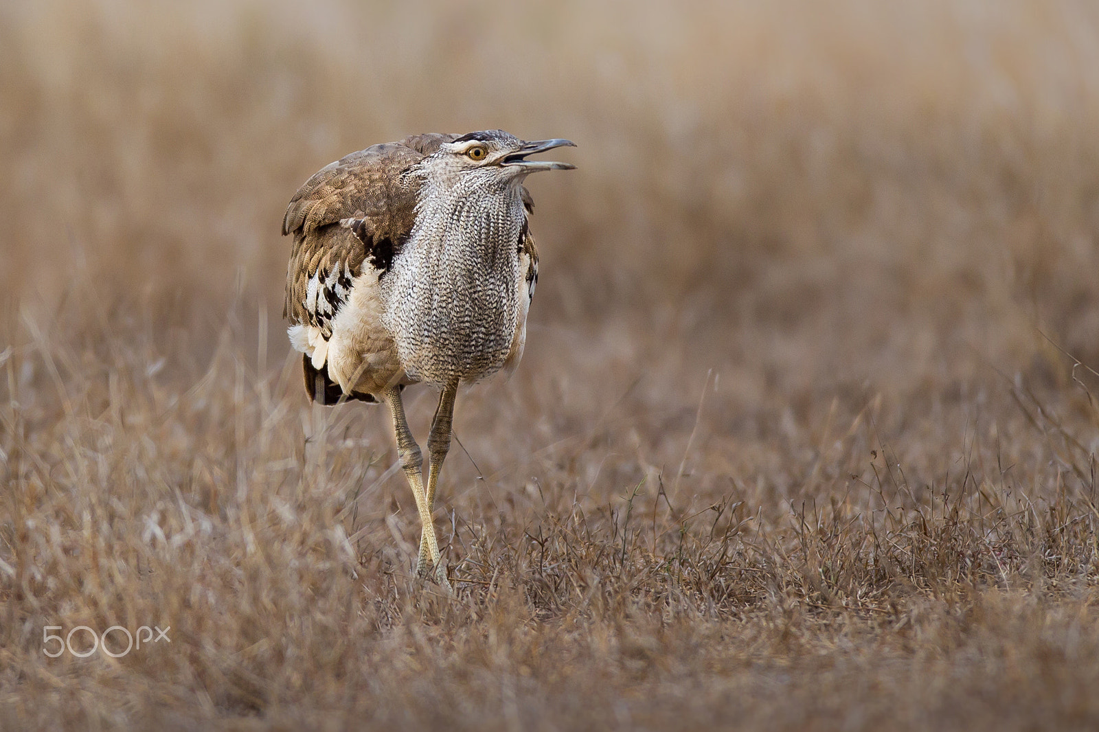 Canon EOS-1D Mark IV sample photo. A kori bustard photography