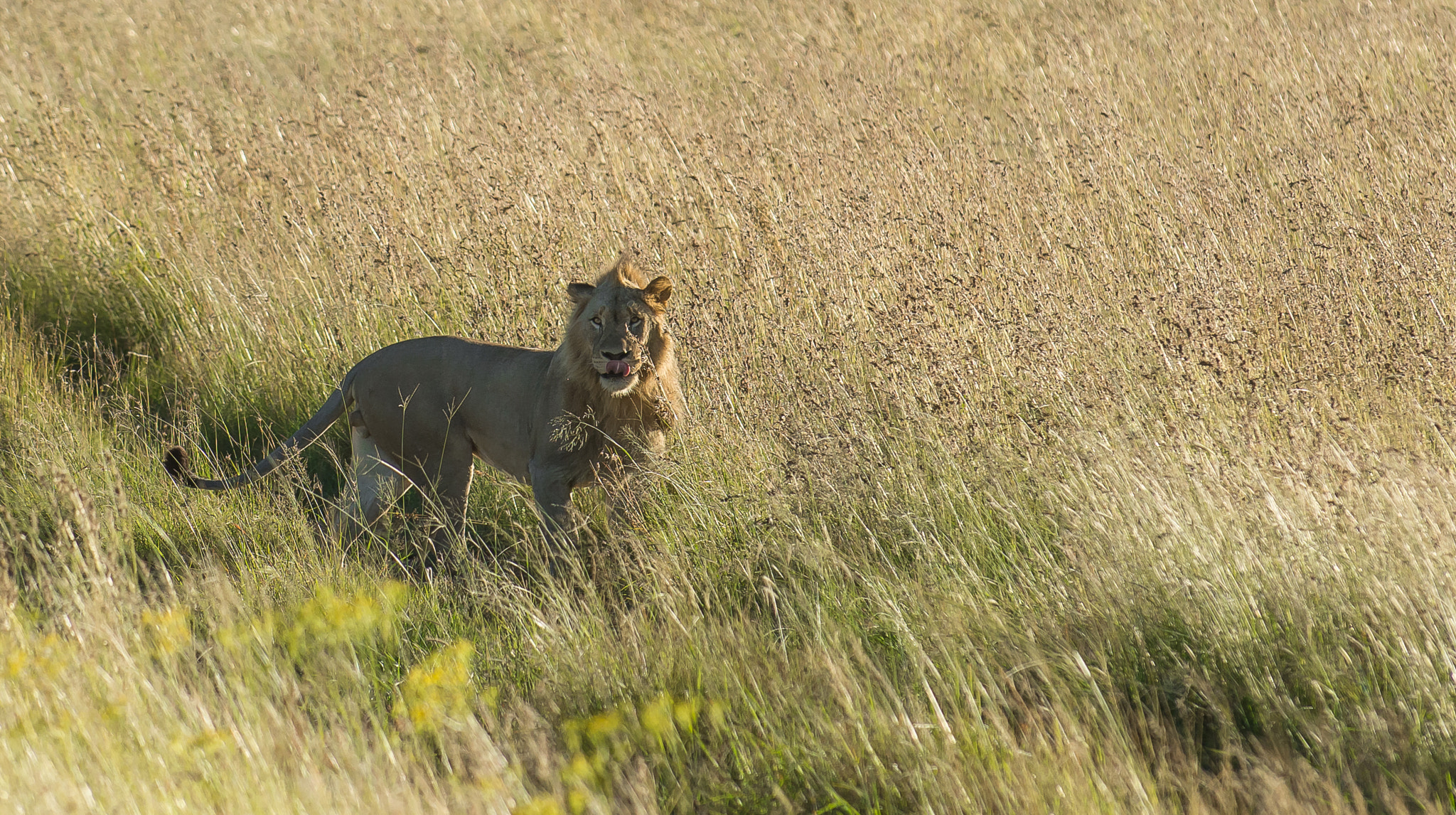 Nikon D7200 sample photo. Pilanesberg leon 2 photography