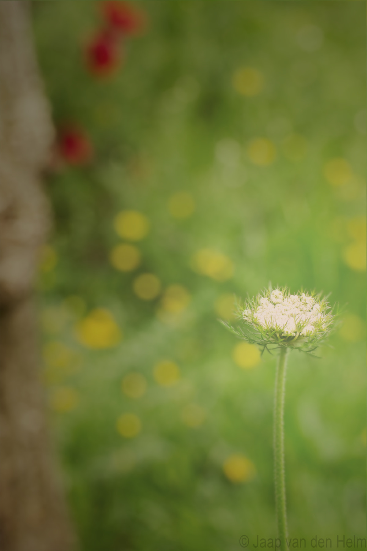 70.0 - 300.0 mm sample photo. White flower photography