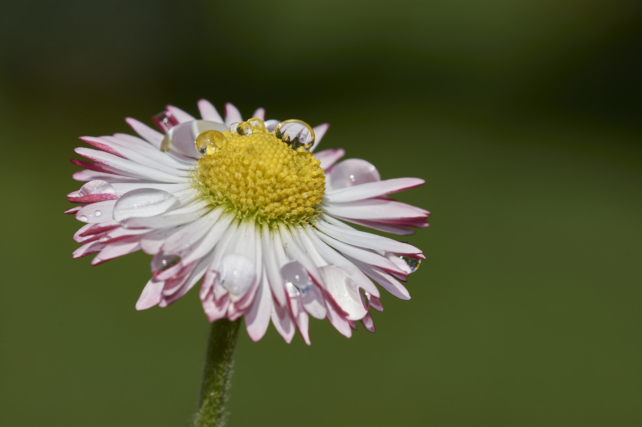 Sigma 105mm F2.8 EX DG OS HSM sample photo. Daisy droplets photography