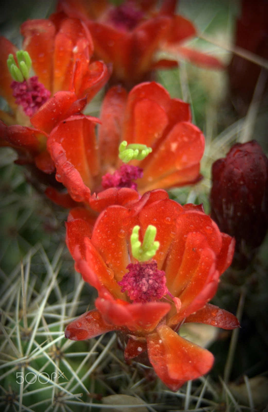 Nikon D3000 sample photo. Echinocereus cactus flowers photography