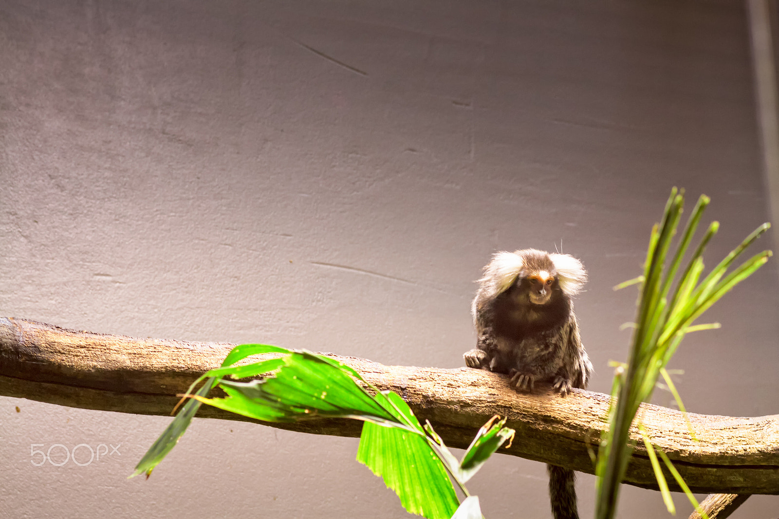 Canon EF 100mm F2.0 USM sample photo. Marmoset on a branch photography