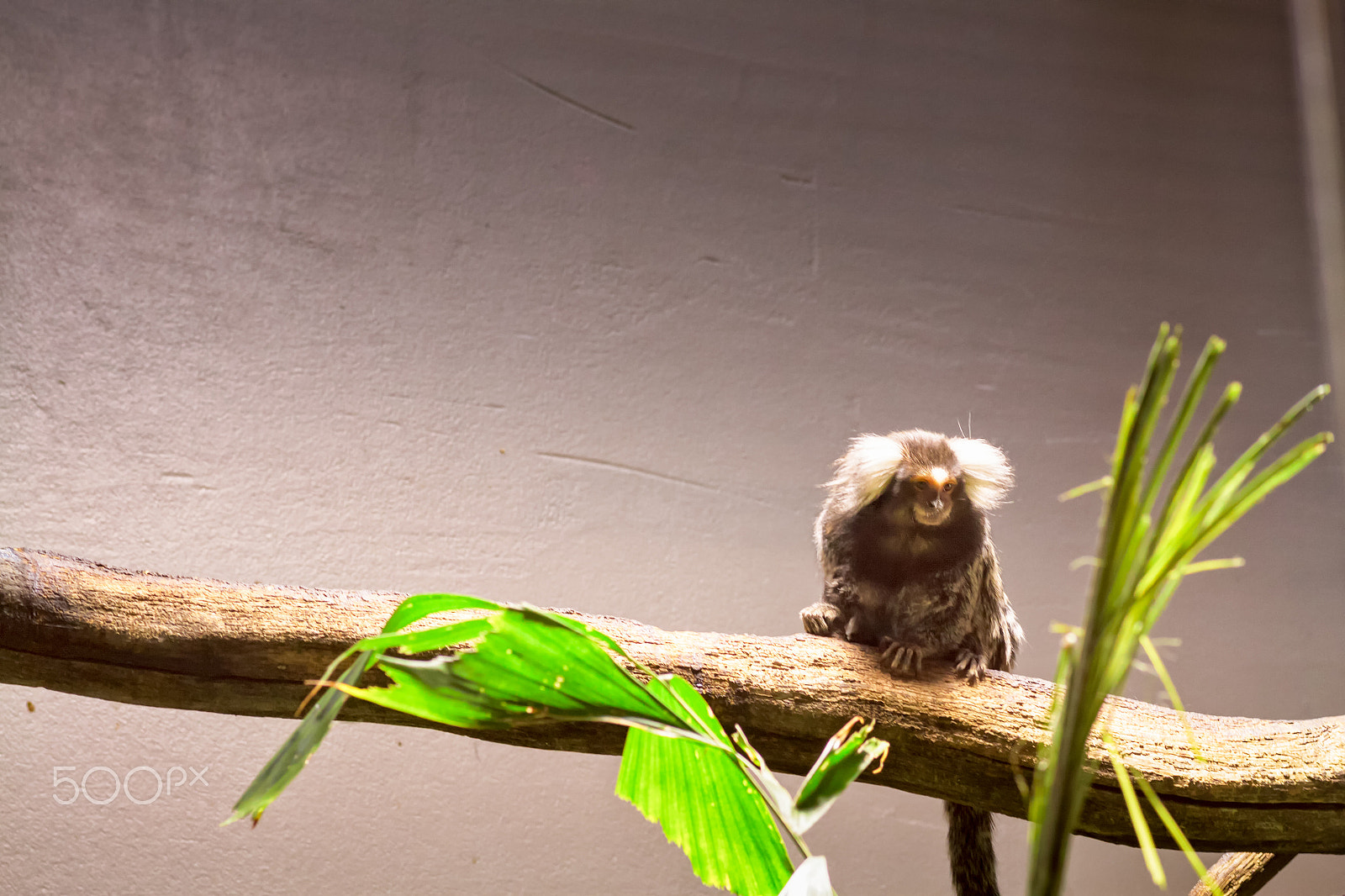 Canon EOS 50D sample photo. Marmoset on a branch photography