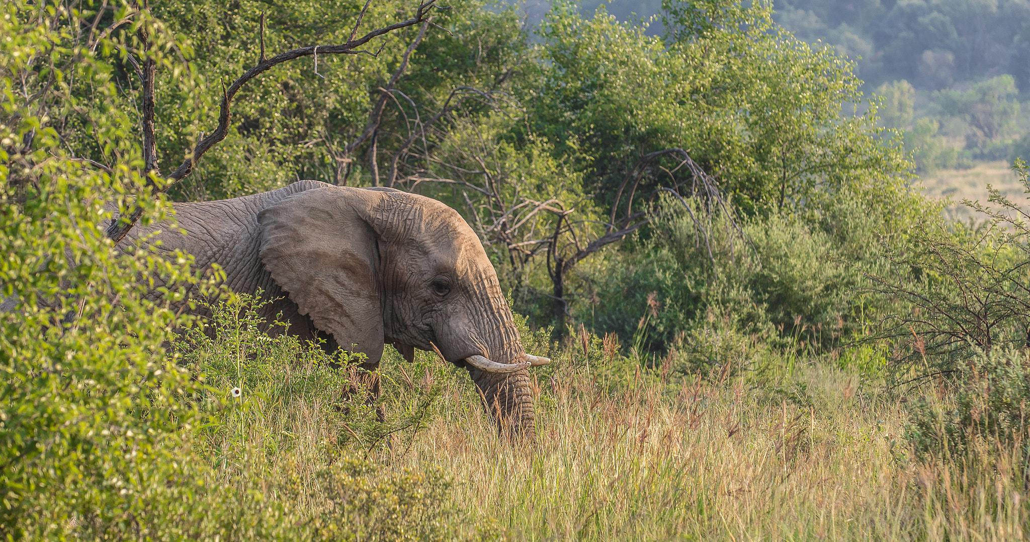 Nikon D7200 sample photo. Pilanesberg elephant photography