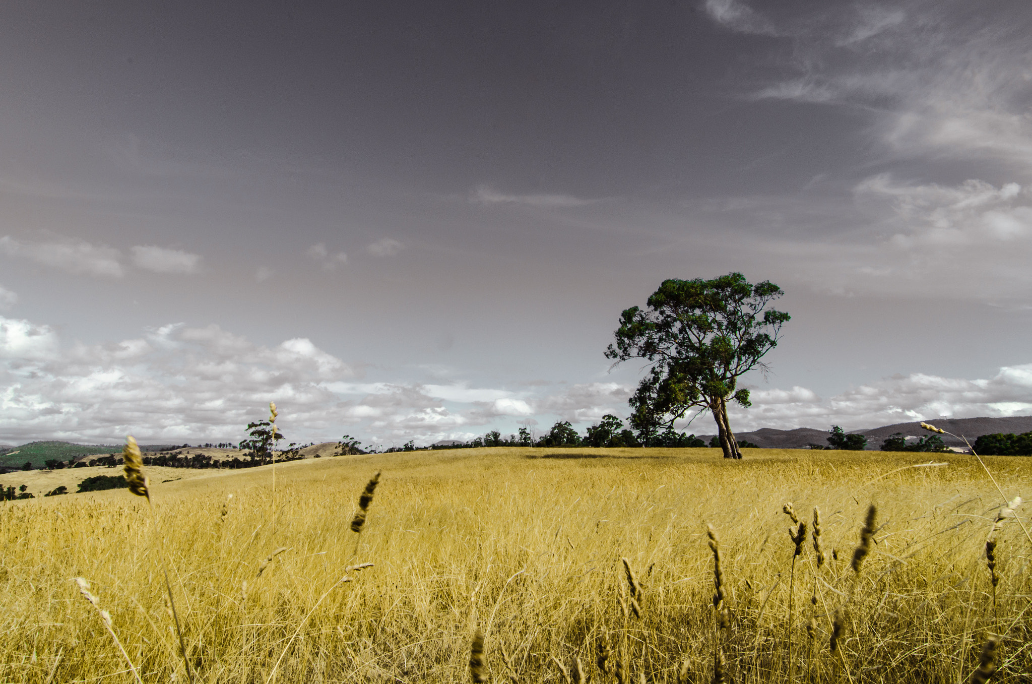 Nikon D5100 sample photo. The lonely tree photography