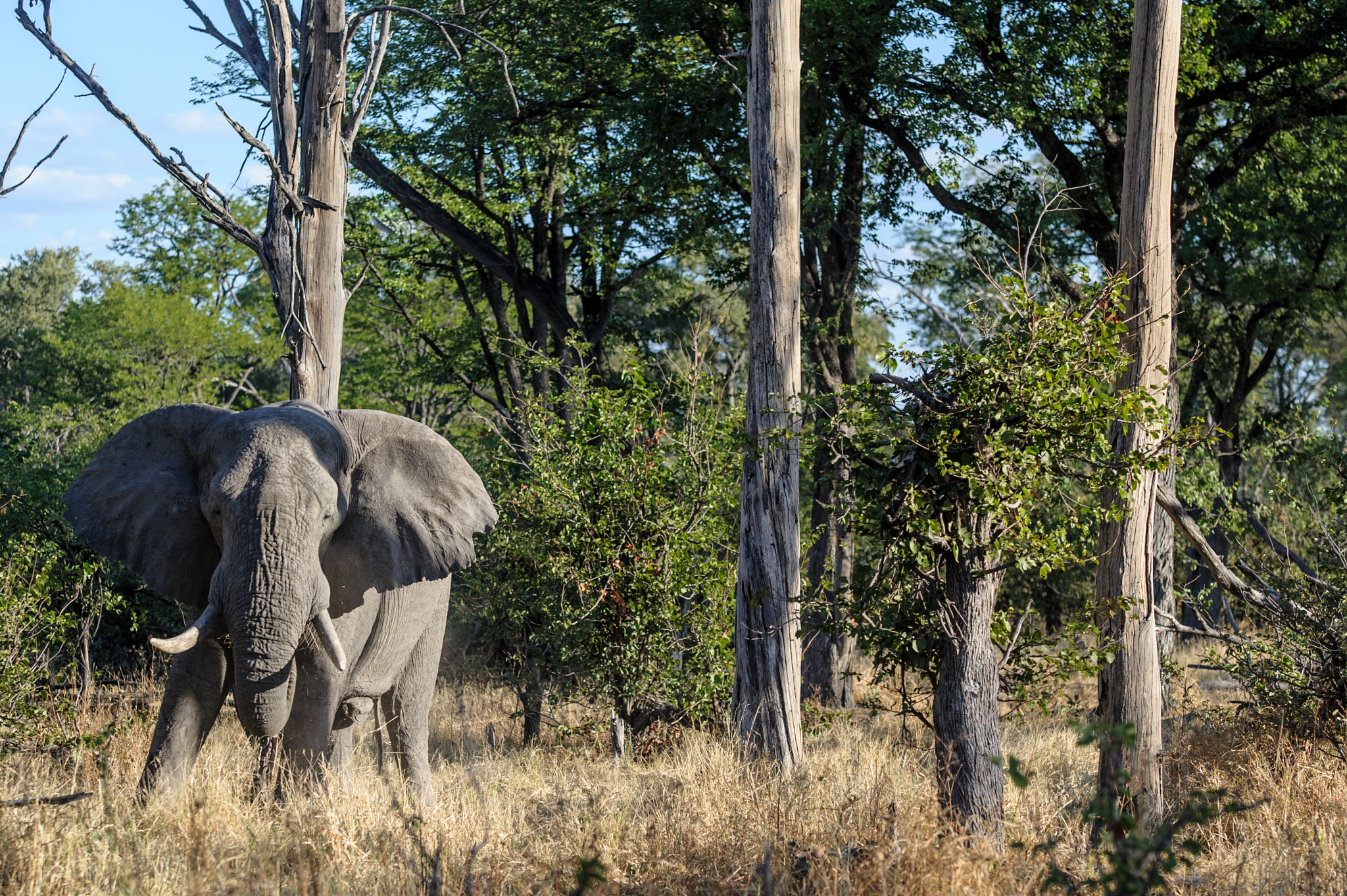 Nikon D700 + Tamron SP AF 70-200mm F2.8 Di LD (IF) MACRO sample photo. Elephant into the bush photography