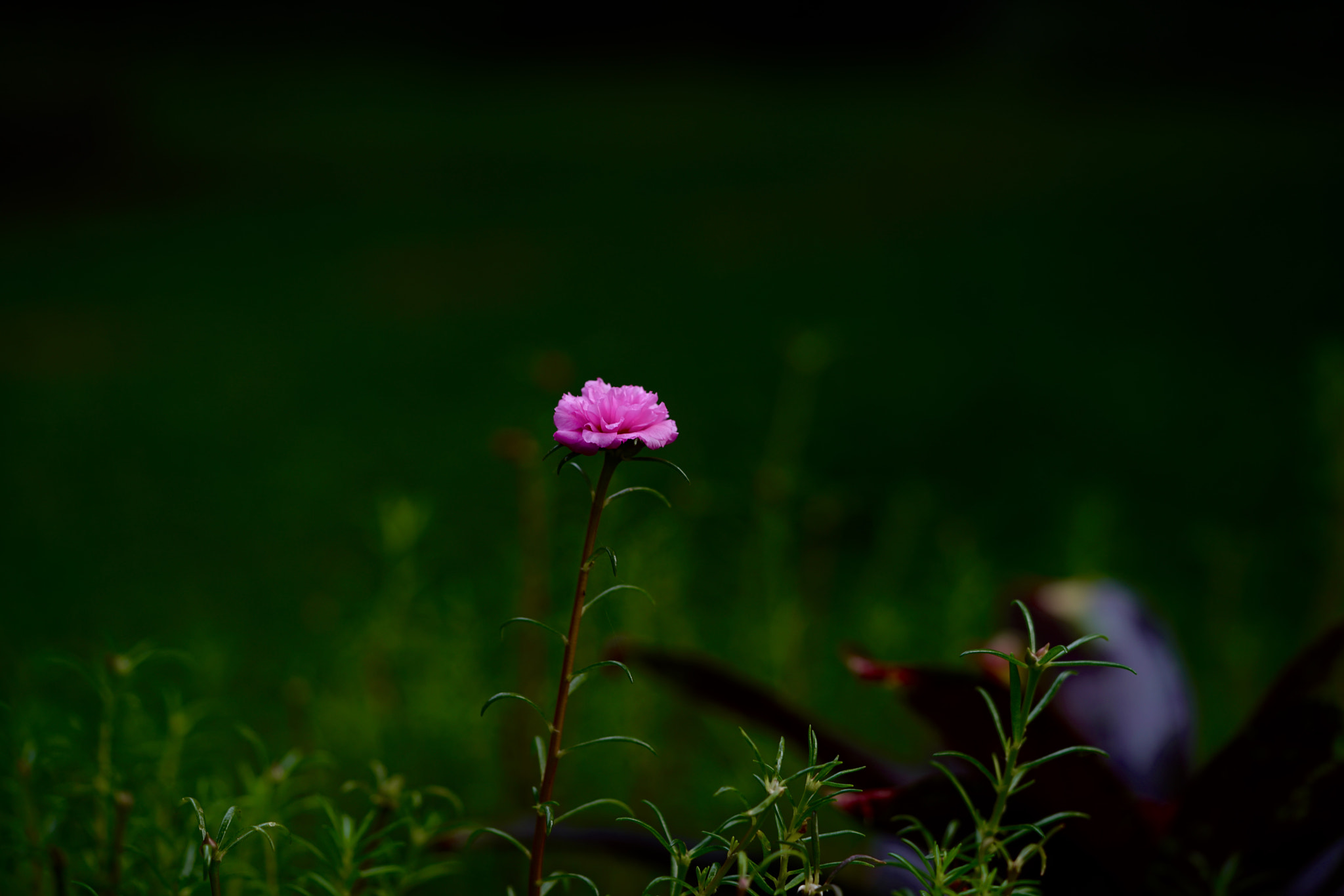 Sony a7R II + Sony FE 90mm F2.8 Macro G OSS sample photo