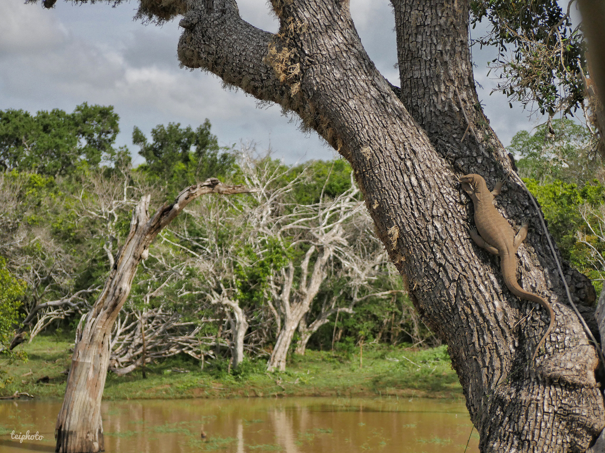 Panasonic Lumix G Vario 45-200mm F4-5.6 OIS sample photo. Waran in yala nationalpark photography