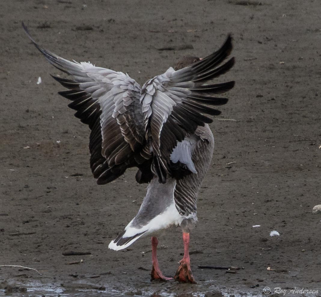 Nikon D7100 sample photo. Plumage photography