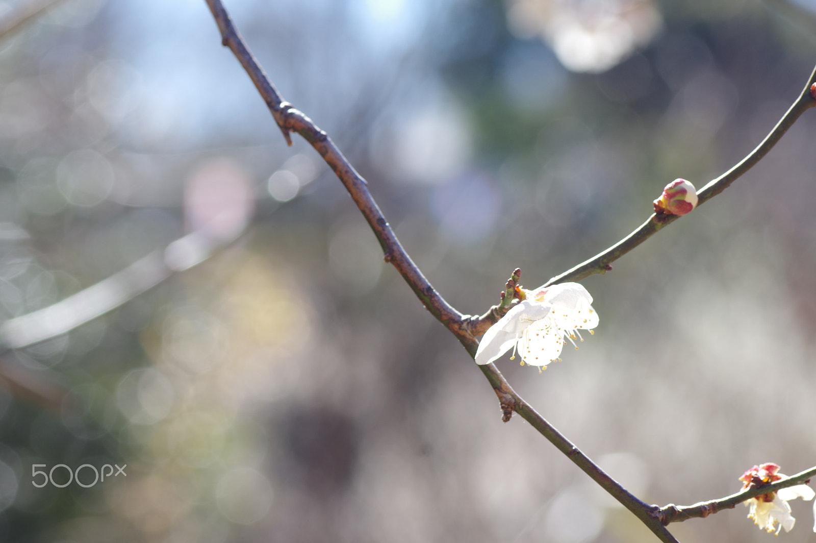 Tamron SP AF 90mm F2.8 Di Macro sample photo. Plum in the light photography