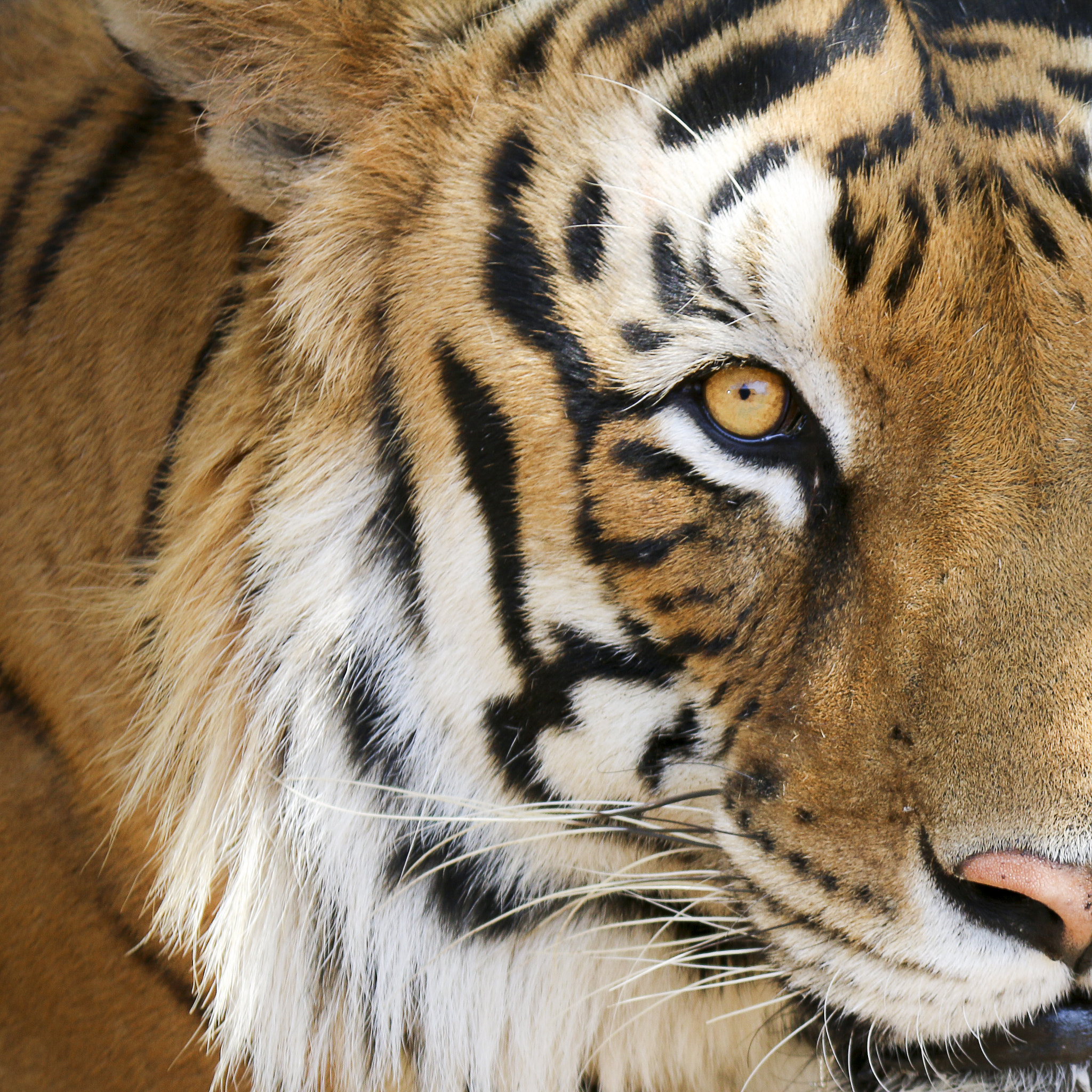 Canon EF-S 55-250mm F4-5.6 IS II sample photo. Portrait of a tiger photography