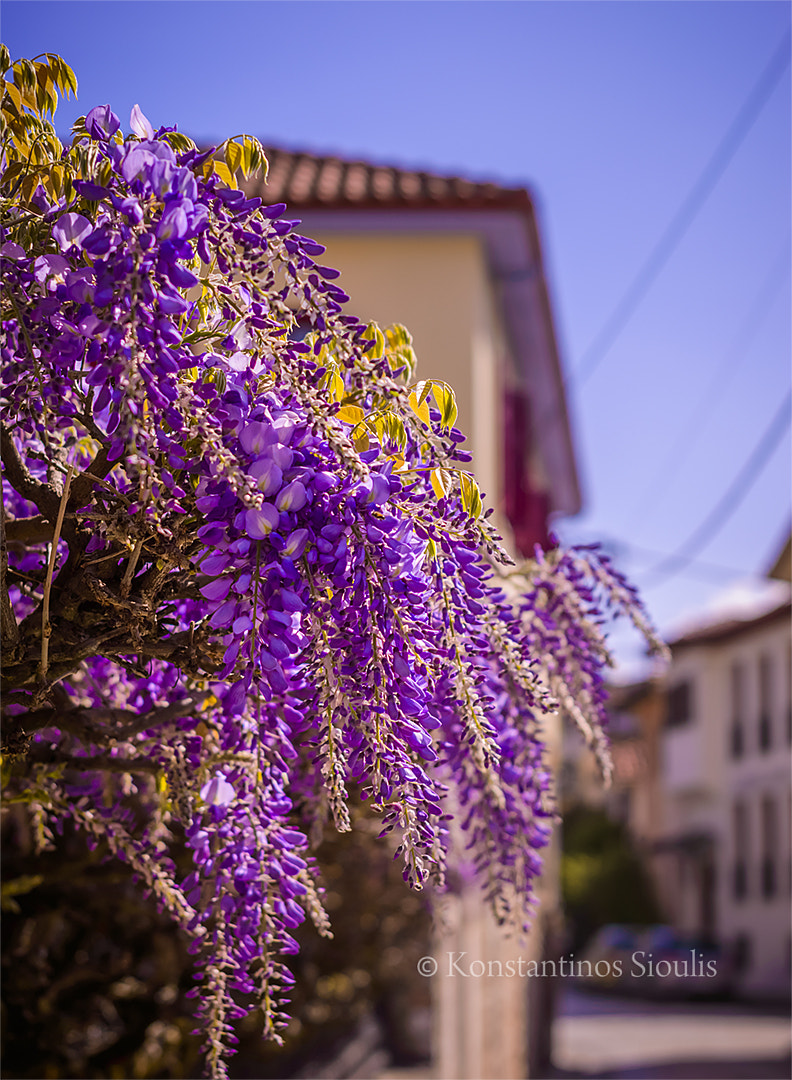 AF-S DX VR Zoom-Nikkor 18-55mm f/3.5-5.6G + 2.8x sample photo. Γλυτσίνια - wisteria sinensis photography