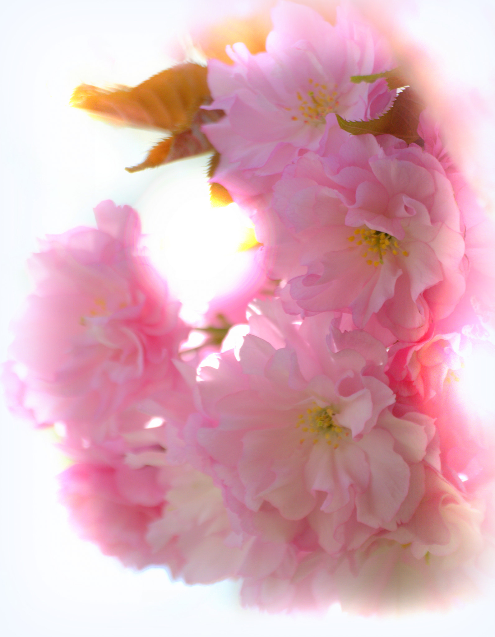 Nikon D3000 sample photo. Kwanzan cherry blossoms photography